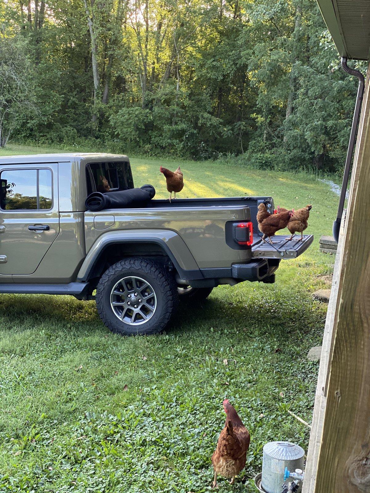 Jeep Gladiator What did you do WITH your Gladiator today? BB1DF8F1-5C30-402D-A588-B37068377335