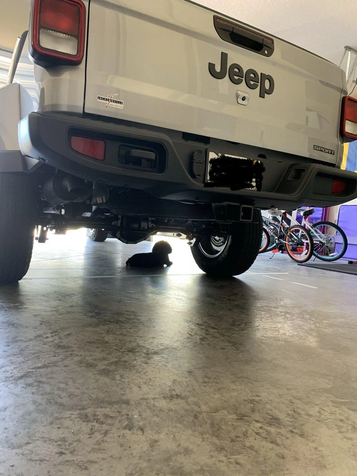 Jeep Gladiator Glad(iator) Dogs! Let's see 'em! 49E32CA9-FC7D-4E08-8E8D-0B66E2BDC01C