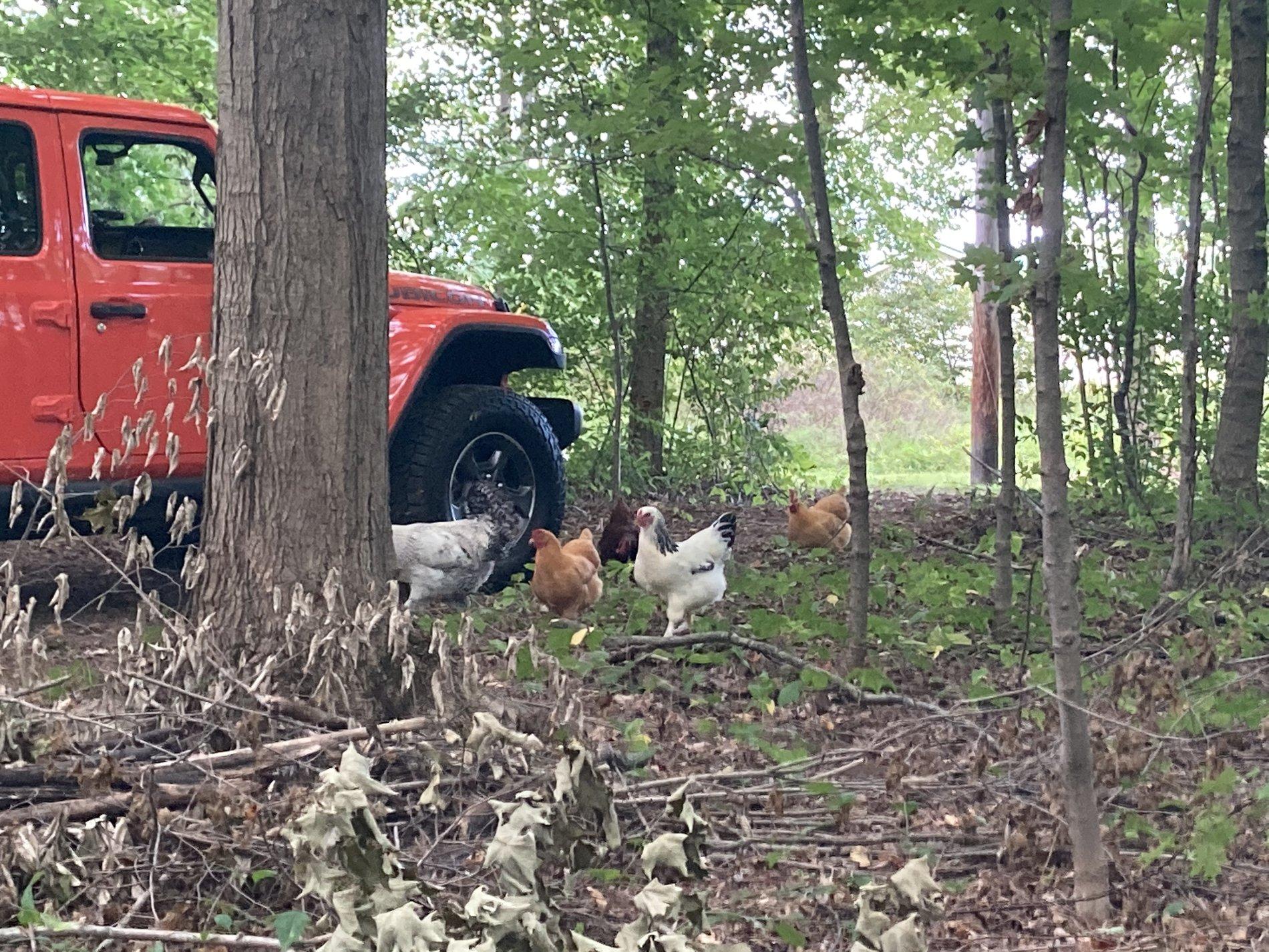 Jeep Gladiator What did you do WITH your Gladiator today? 91CE1EB4-A20D-47D0-A195-F7B06B2A1DF1