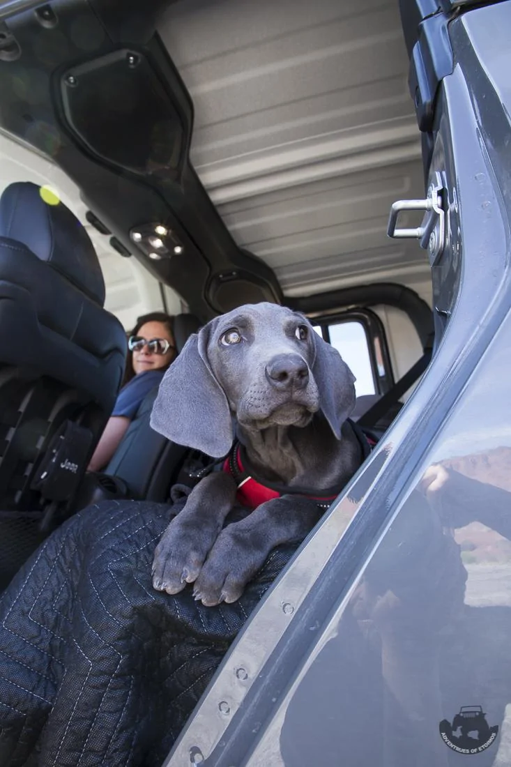Jeep Gladiator Glad(iator) Dogs! Let's see 'em! Loves_Lake_Powell-2104
