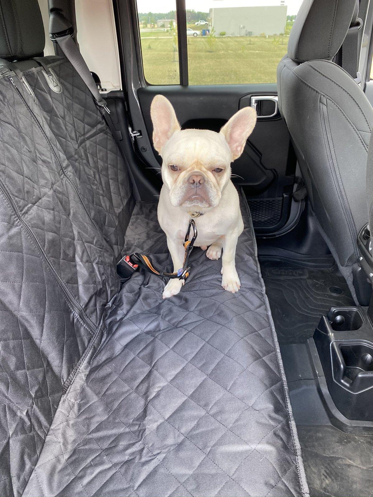 Jeep Gladiator Glad(iator) Dogs! Let's see 'em! 14A02A7A-F173-49B1-ACDA-9930D1851FD2