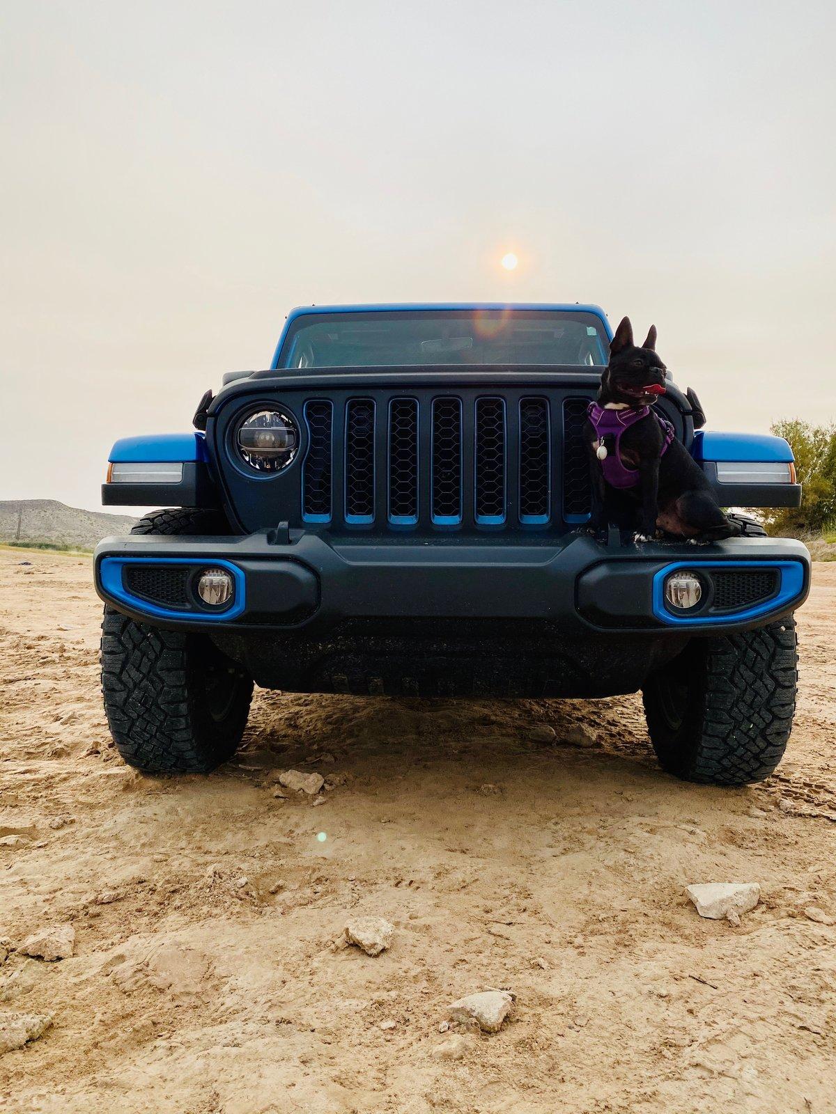 Jeep Gladiator Glad(iator) Dogs! Let's see 'em! 29712D0D-CBBE-4742-88F5-5A48A2A5B7E4