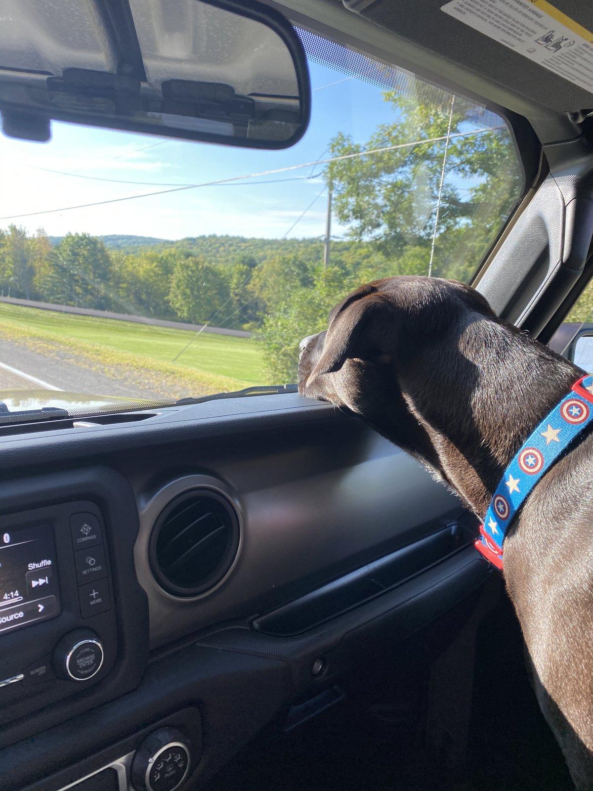 Jeep Gladiator Glad(iator) Dogs! Let's see 'em! D8E9D235-C579-4F99-AF97-62A06CDE20F6