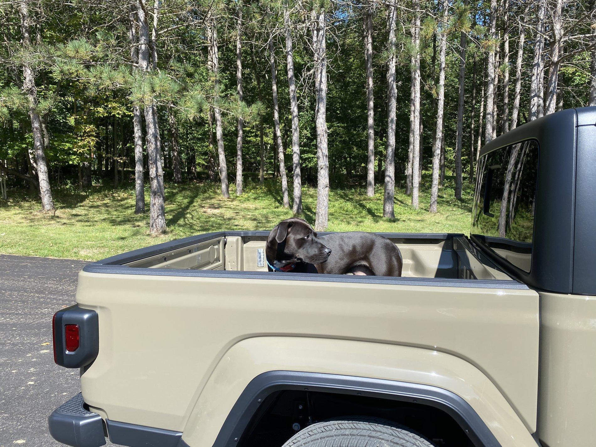 Jeep Gladiator Glad(iator) Dogs! Let's see 'em! 80602B2B-0334-4DB0-8B8C-D395CFA7CEBC