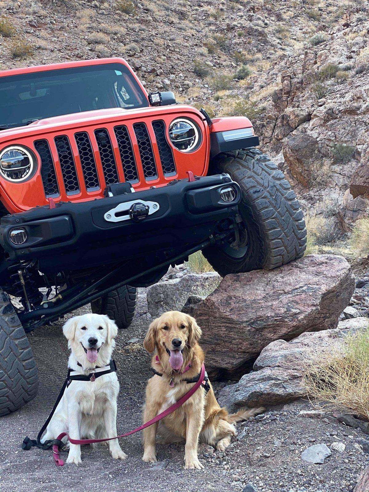 Jeep Gladiator Glad(iator) Dogs! Let's see 'em! received_666813963948278