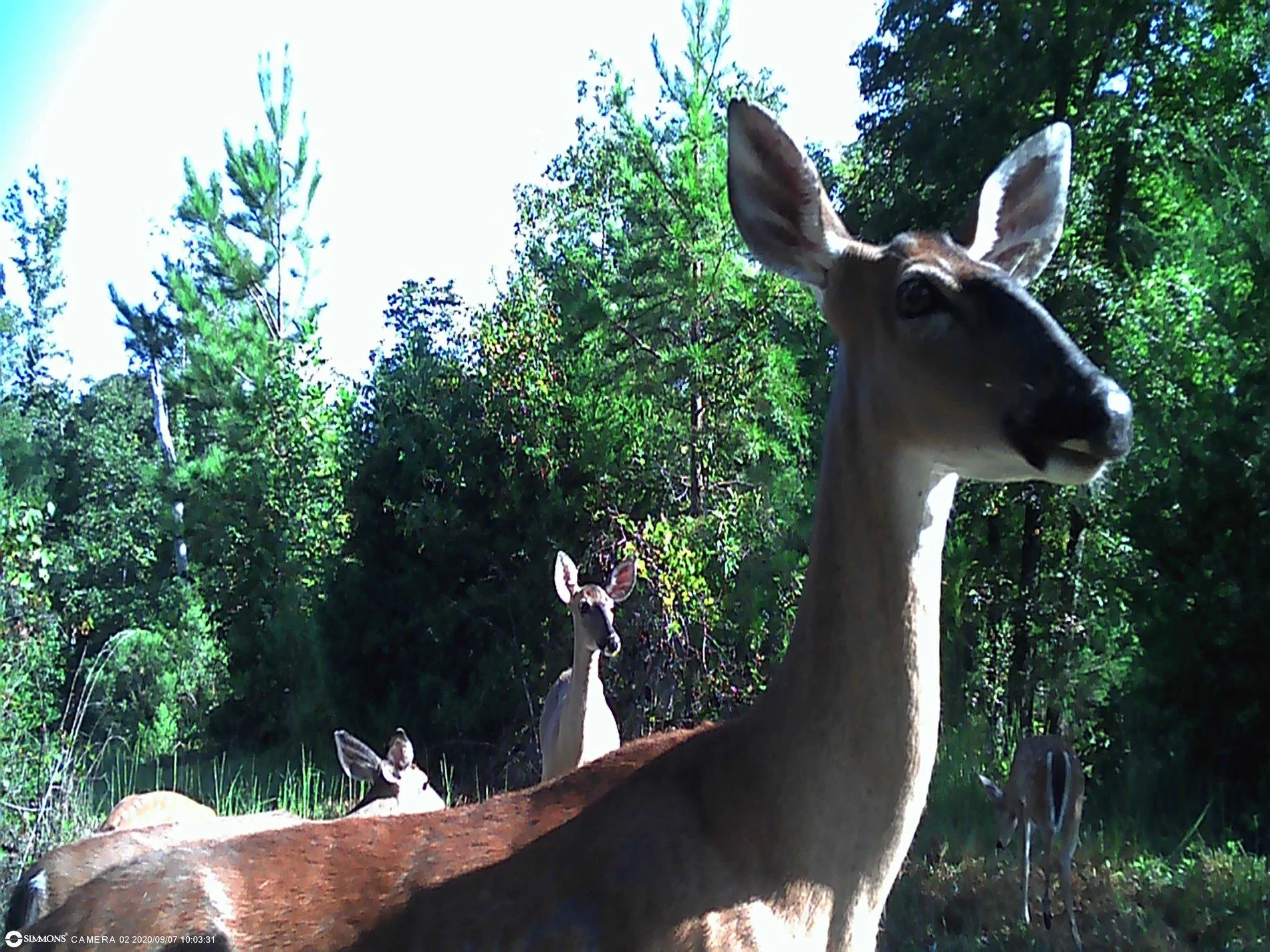 Jeep Gladiator Found THIS on the deer cam 00000334
