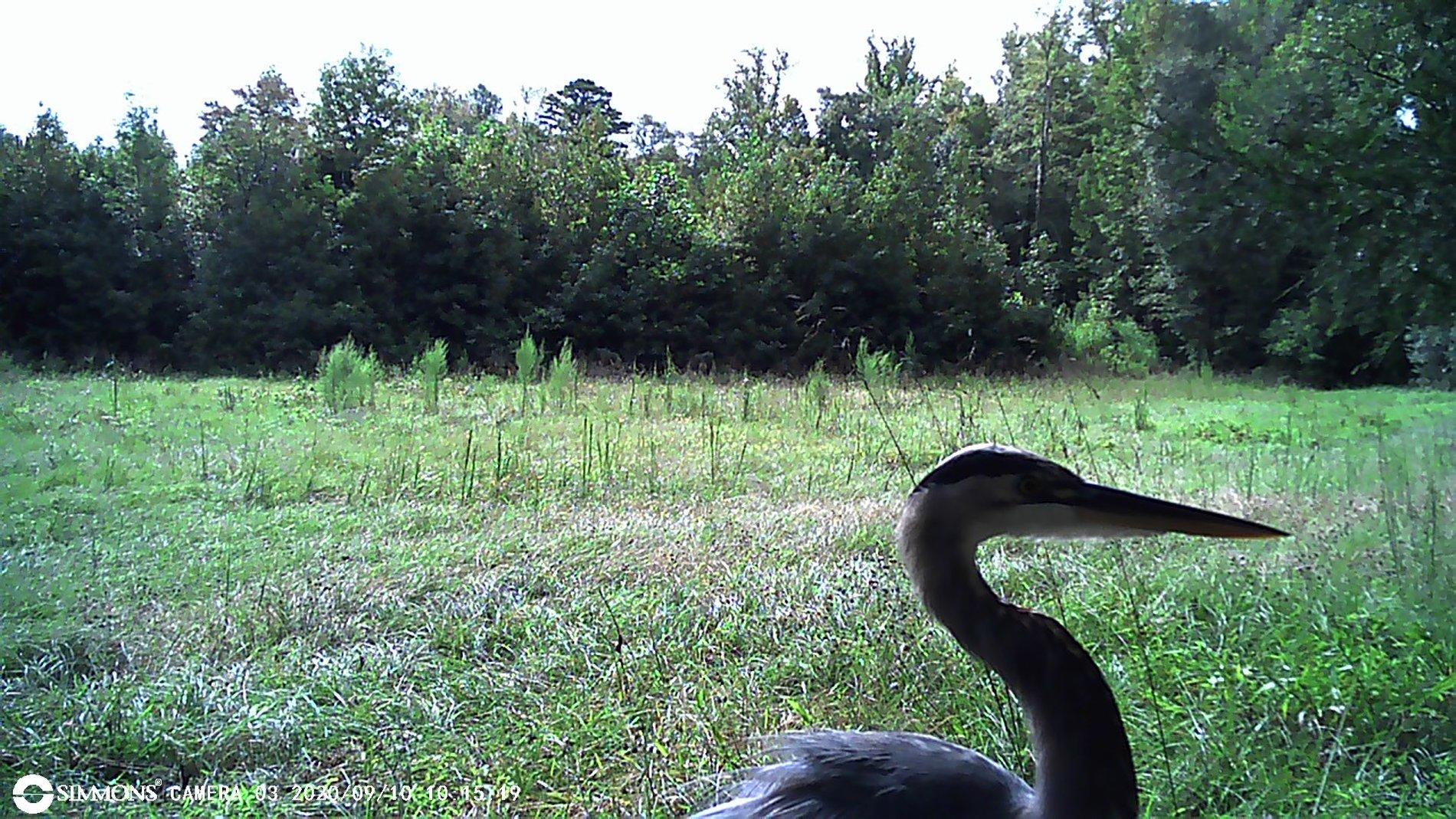 Jeep Gladiator Found THIS on the deer cam 00001999.JPG