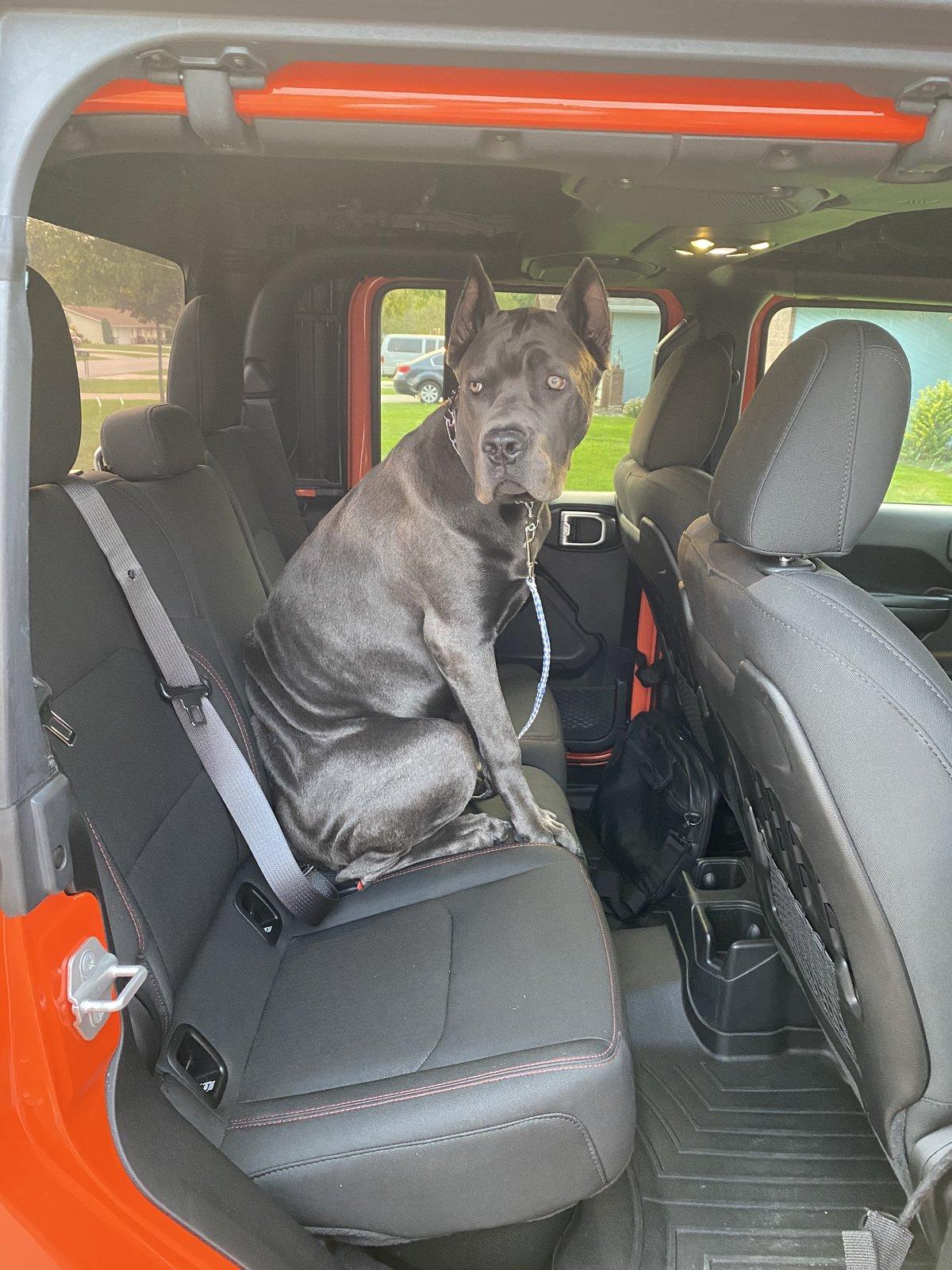 Jeep Gladiator Glad(iator) Dogs! Let's see 'em! DFCCFFBA-954D-4AB4-8C82-FD5E6AC81DAD