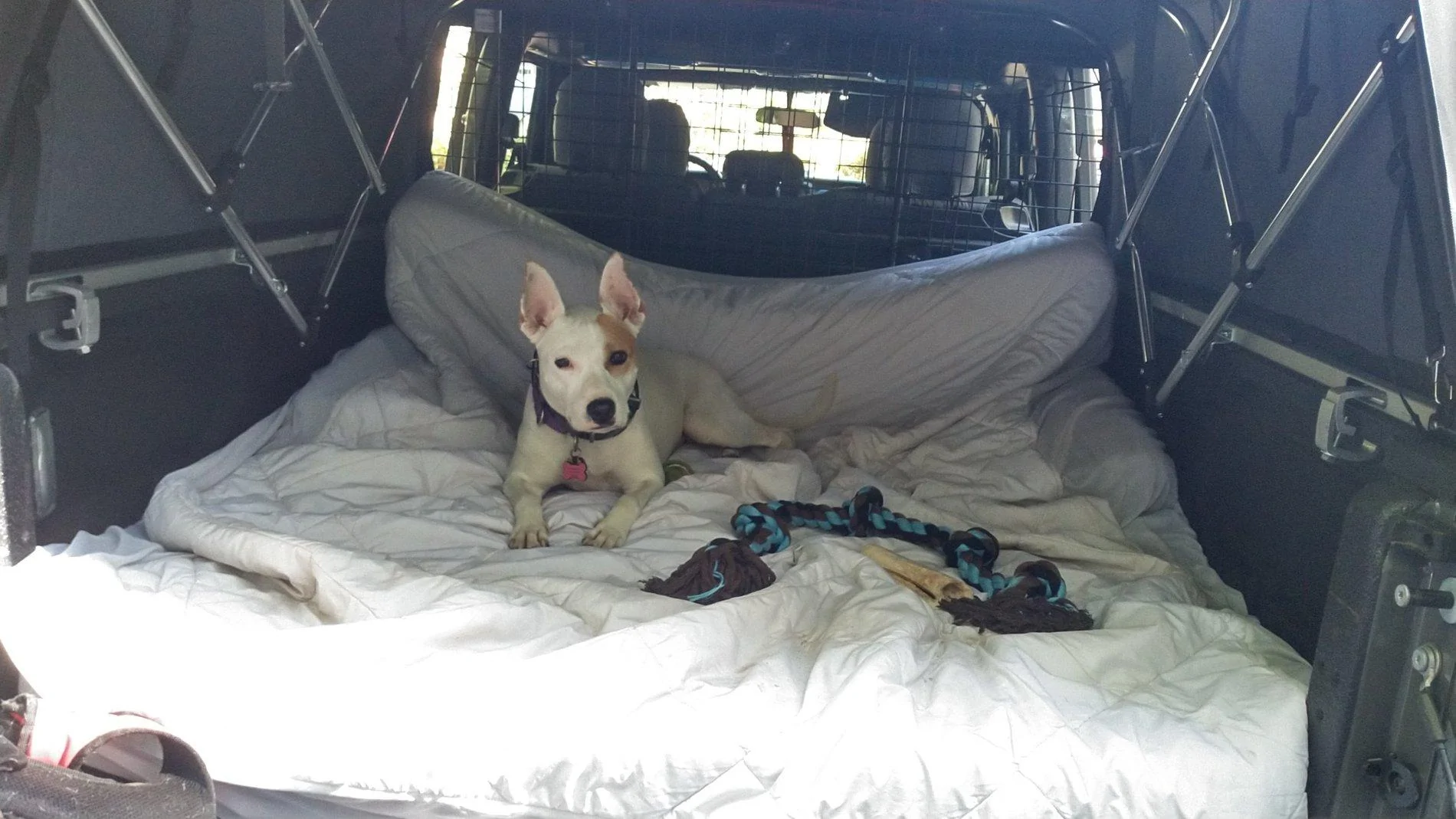 Jeep Gladiator Glad(iator) Dogs! Let's see 'em! KIMG1942