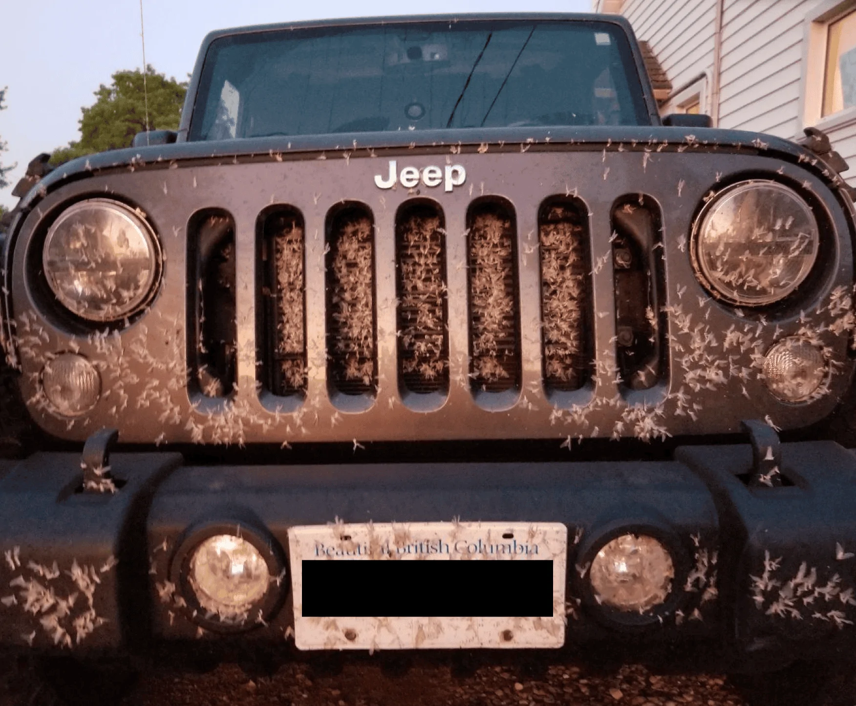Jeep Gladiator Jeeps attract bugs? :) Screen Shot 2020-09-23 at 12.39.19 PM