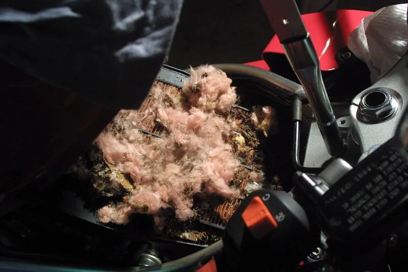 Jeep Gladiator Dead mouse!?! 2461263753_062c3ce06d_c