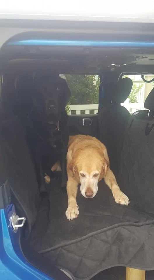 Jeep Gladiator Rear seat modification for dog’s. 34591013-7230-4AB5-8D94-F6C365210F4C