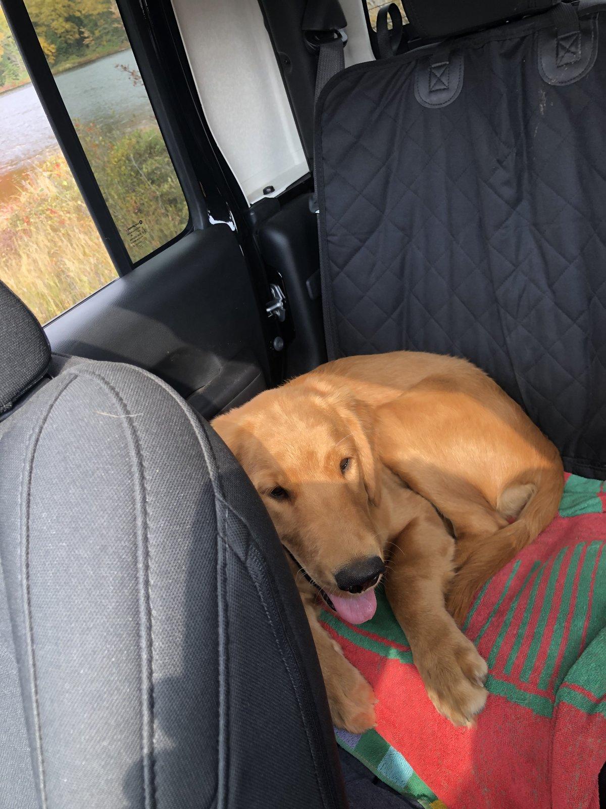 Jeep Gladiator Glad(iator) Dogs! Let's see 'em! 21E503C3-2C72-407A-9194-64D644967E12