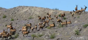 Jeep Gladiator Humor 33_Elk-Herd-on-Hummocks_cr-Mike-Byers_1984-300x139