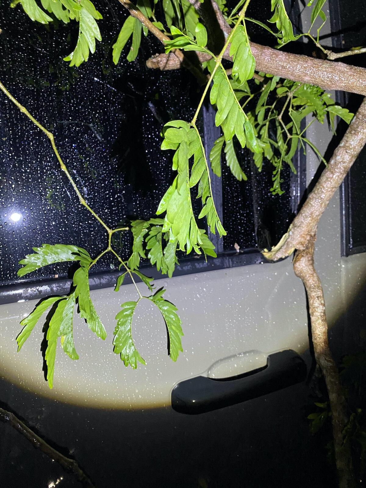 Jeep Gladiator Soft top shows toughness from downed tree IMG_3359