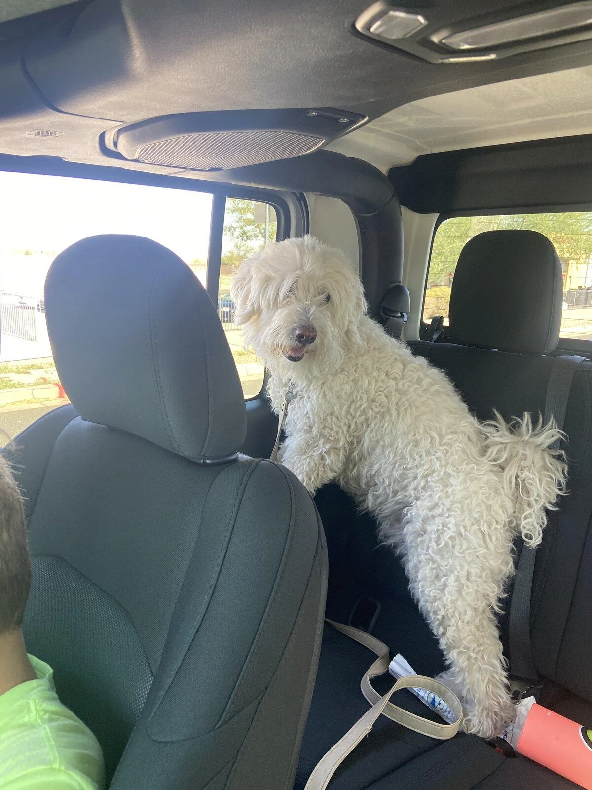 Jeep Gladiator Glad(iator) Dogs! Let's see 'em! B020AD2F-604B-48B0-813E-E9CB16F33CDF