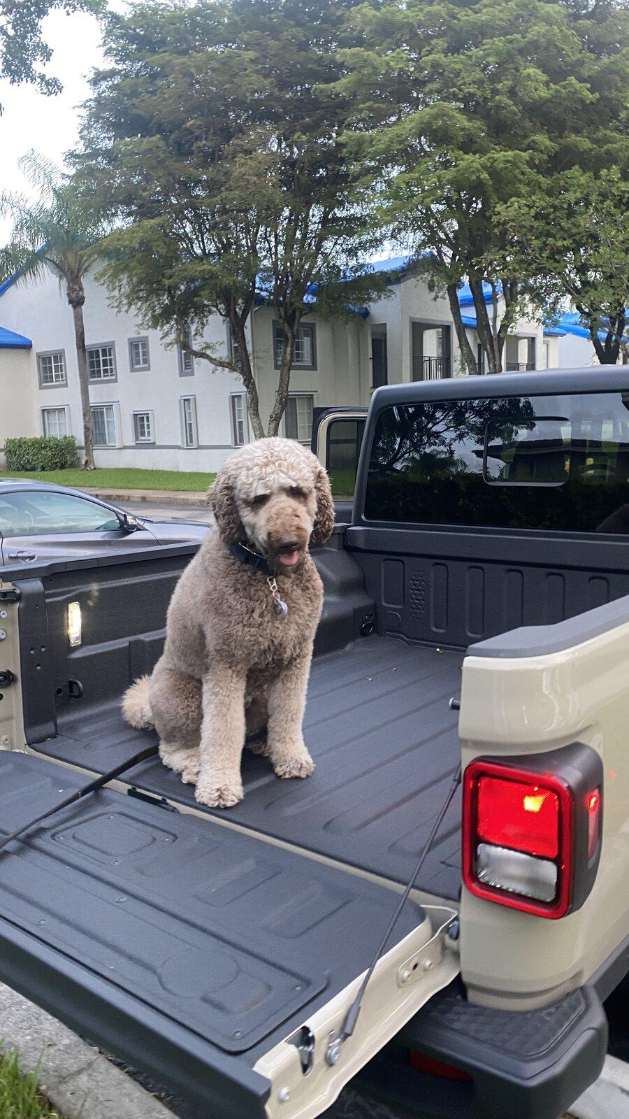 Jeep Gladiator Glad(iator) Dogs! Let's see 'em! IMG_2969.JPG