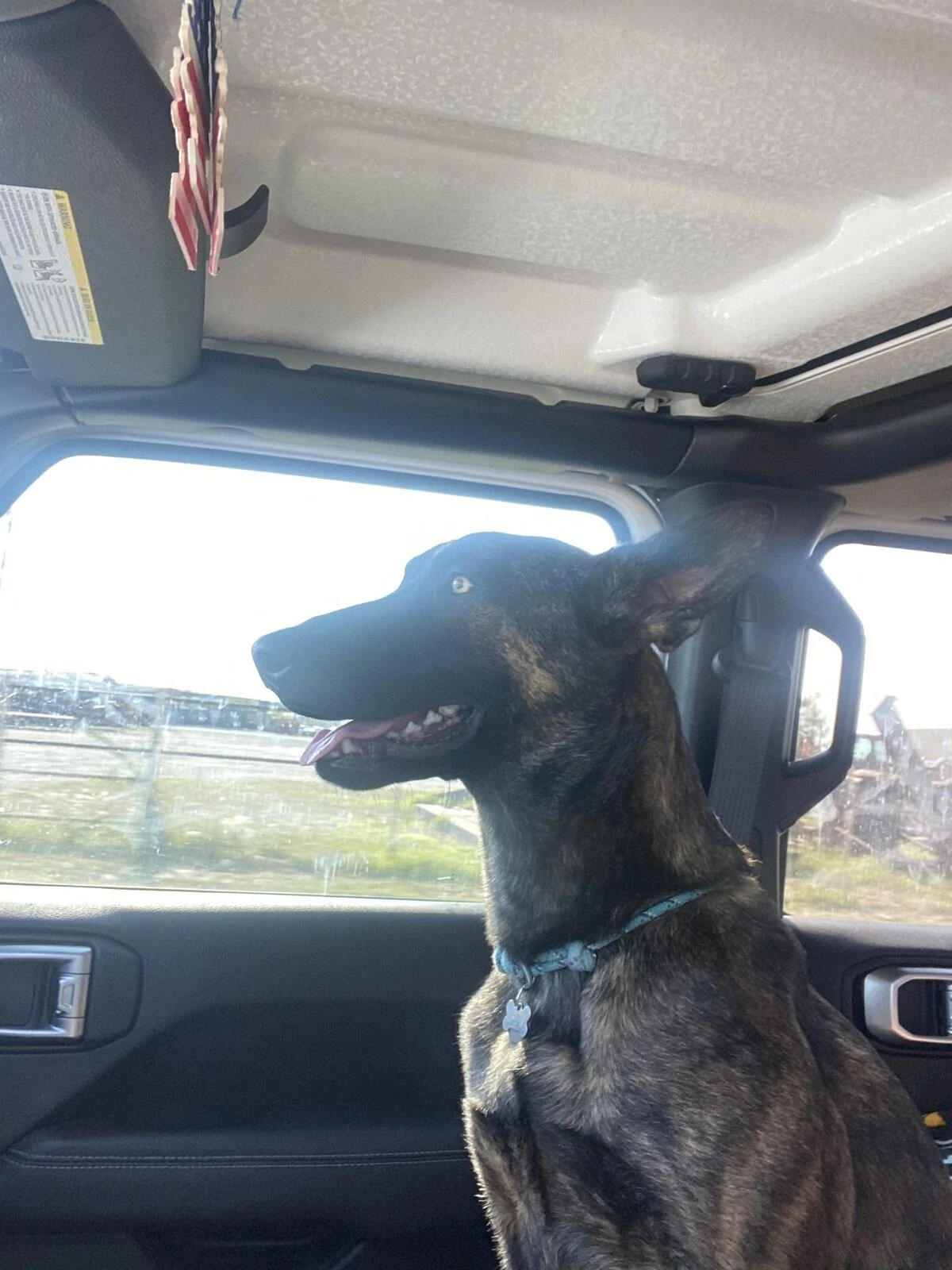 Jeep Gladiator Glad(iator) Dogs! Let's see 'em! 45A4CAD3-AC6E-4BE9-AD8B-F6E5BA186491