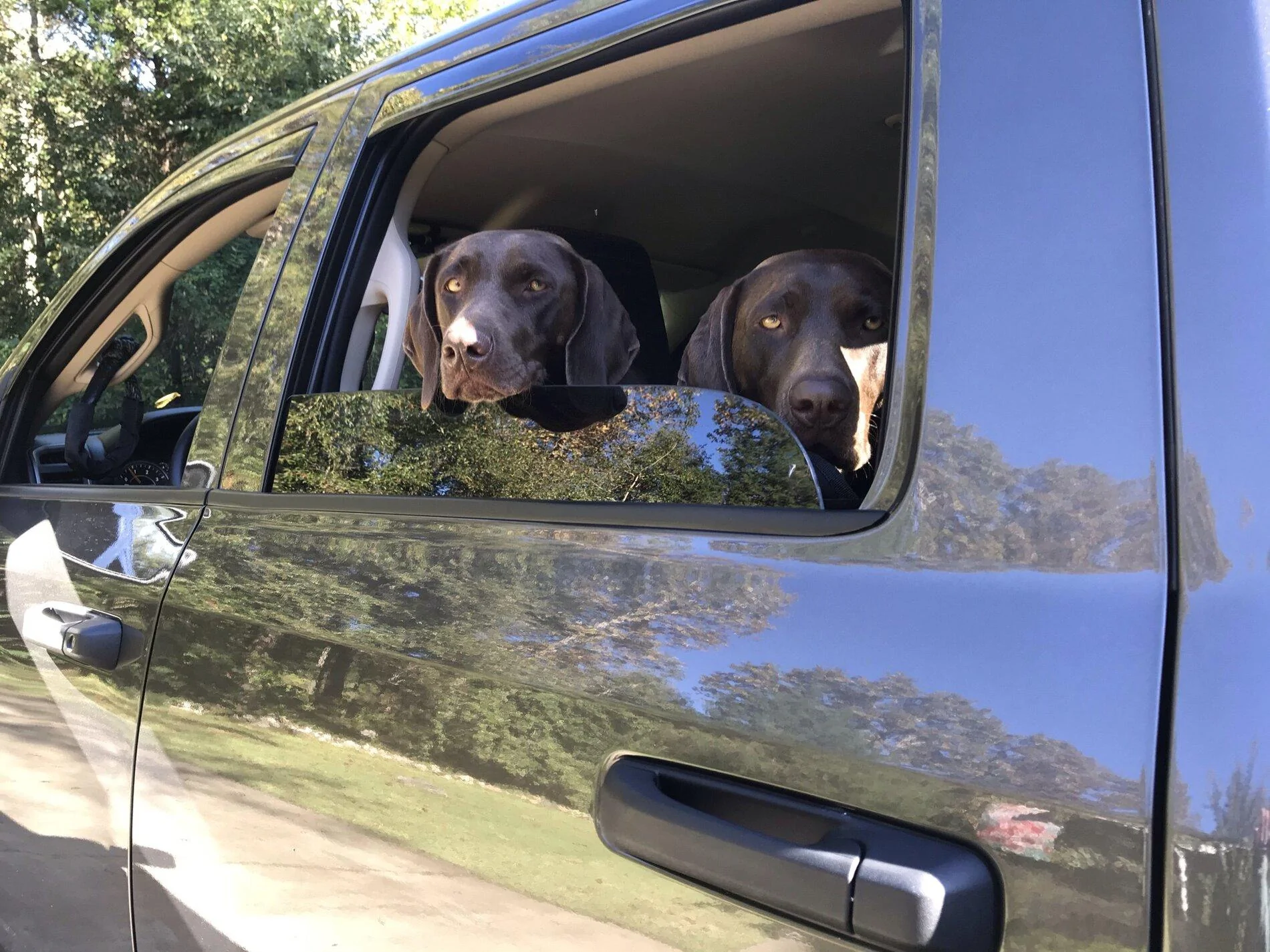 Jeep Gladiator Glad(iator) Dogs! Let's see 'em! FEA5DEA6-2B76-4F6C-BAB8-A21FBA36FA72
