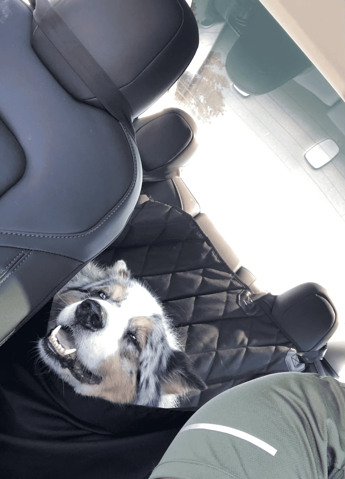 Jeep Gladiator Large Dog on Passenger Front Floorboard? tempImagevPoALi