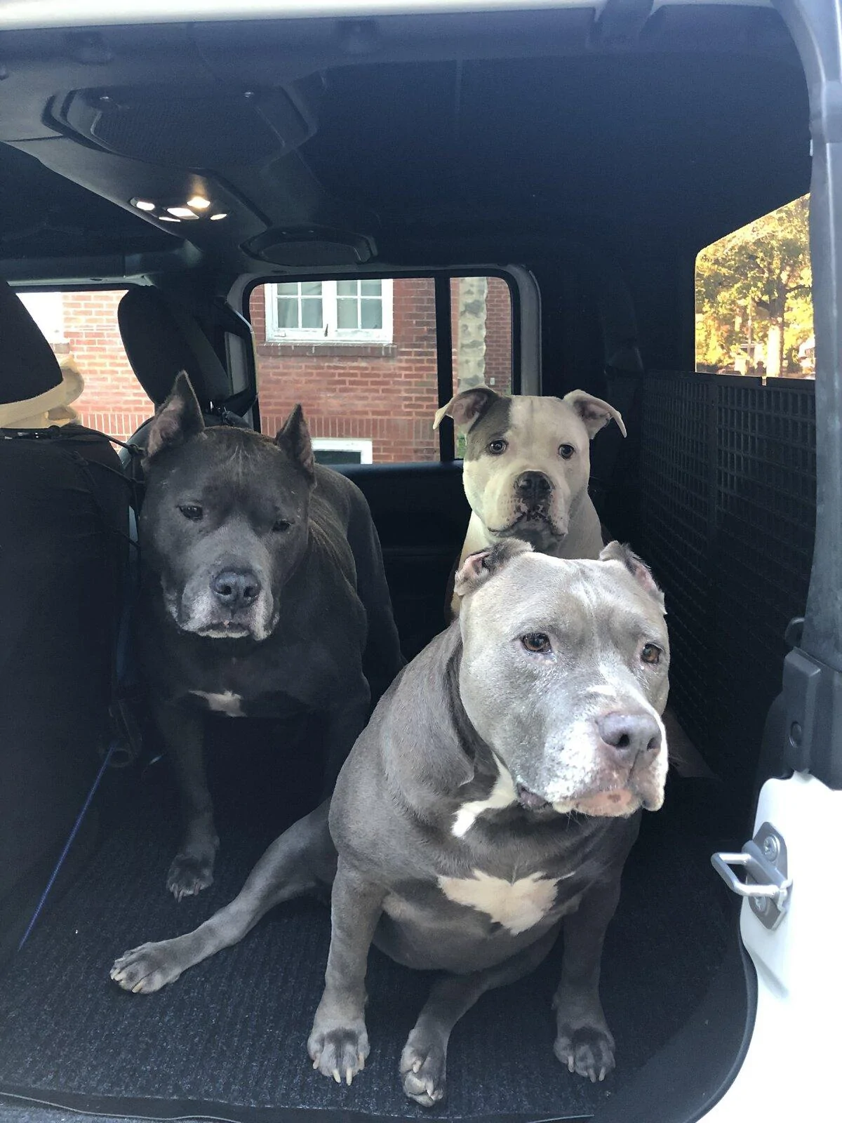 Jeep Gladiator Large Dog on Passenger Front Floorboard? B4119351-D170-4D7B-9059-97CBA168B963