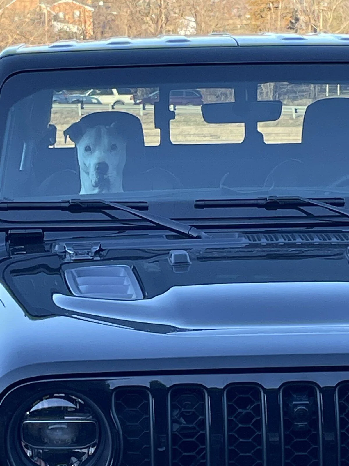 Jeep Gladiator Large Dog on Passenger Front Floorboard? CEACB63E-DE48-4BFB-A26B-54C06ADCF9FF