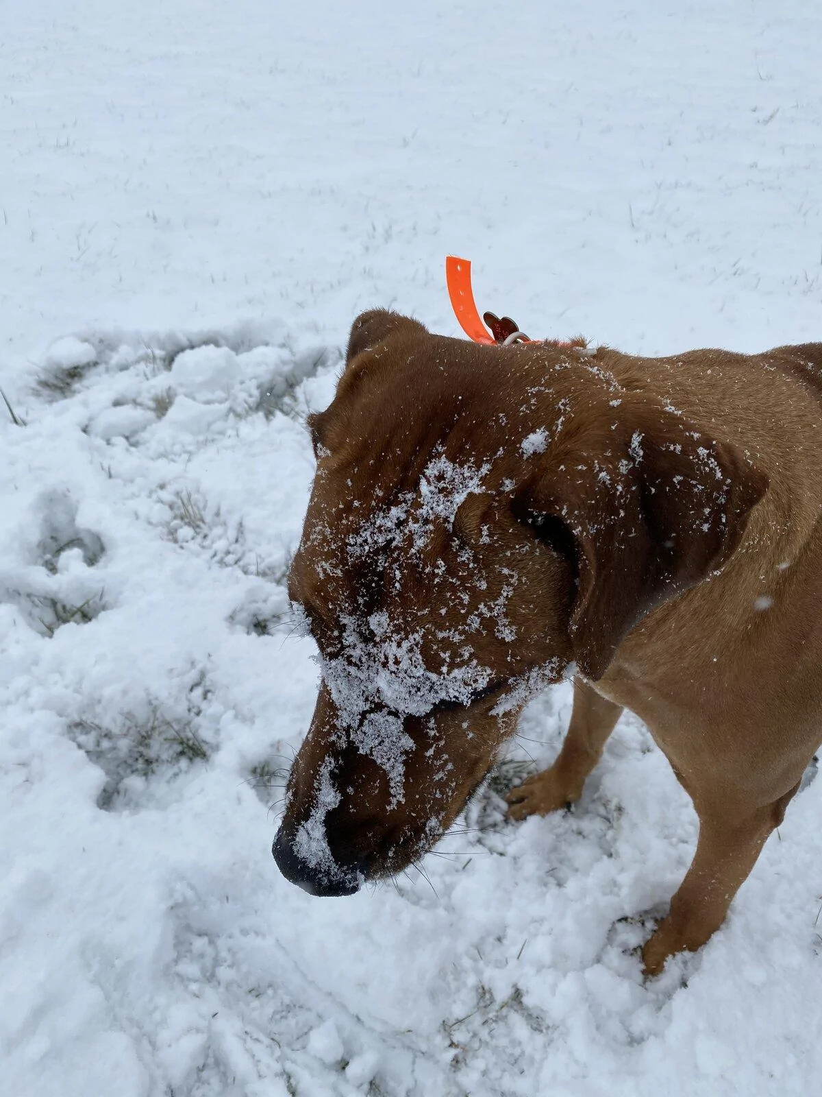 Jeep Gladiator I think my dog has a snowcain problem 104D895F-E9E9-422C-A1D8-164F0AF31059