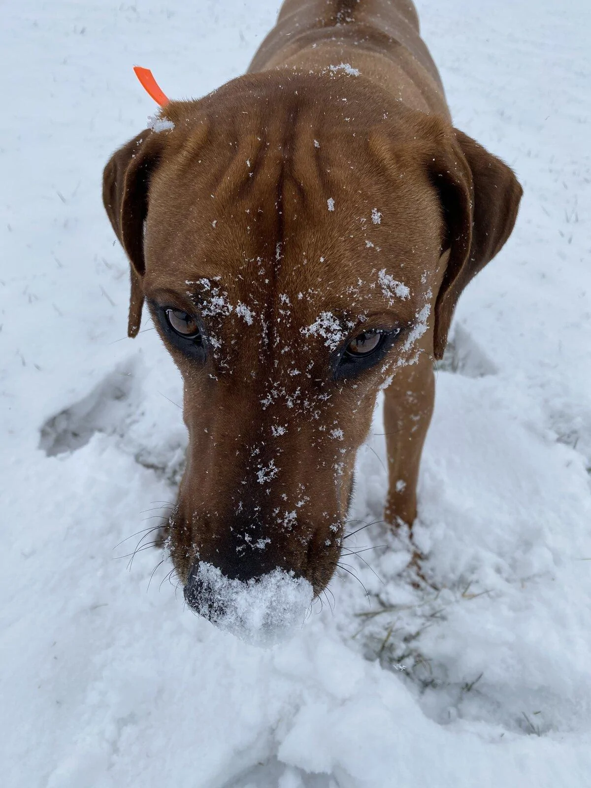 Jeep Gladiator I think my dog has a snowcain problem A9702F12-3759-473B-B3D7-98A3BD739D9E