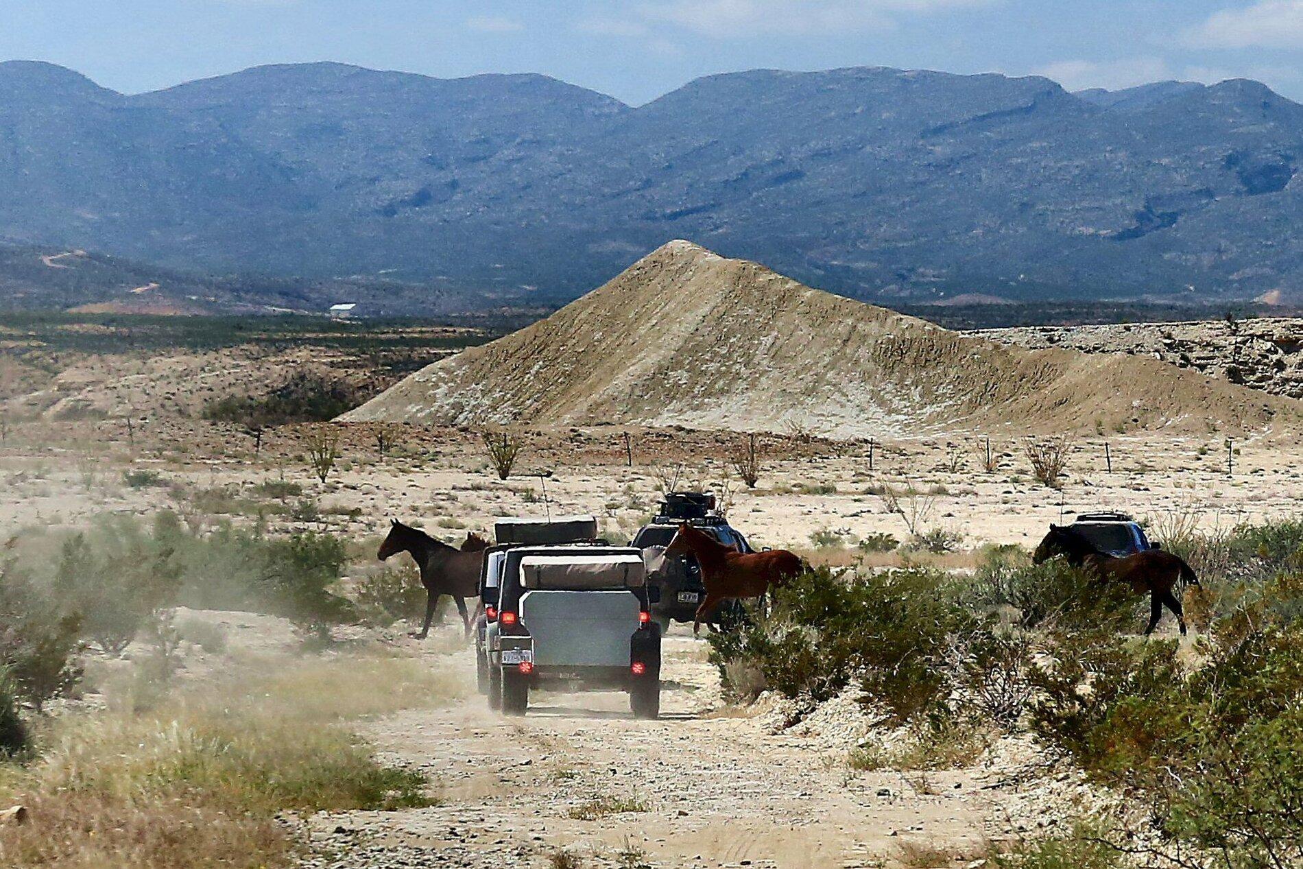 Jeep Gladiator Gladiator's Maiden Overlanding Adventure--Big Bend of Texas West Texas Traverse, Oct 14, 5_6821, Horses on Hen Egg Road
