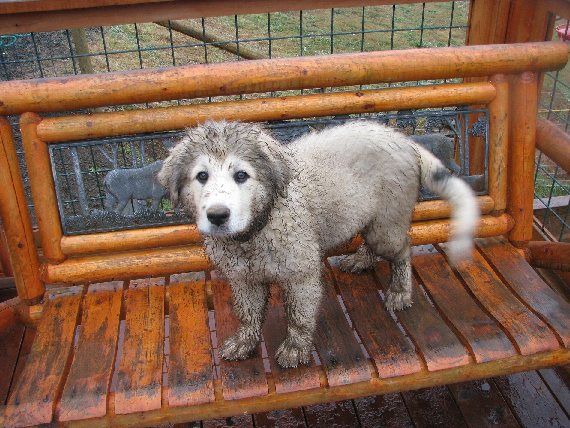 Jeep Gladiator Just the little things Dirty Dogs 001.JPG