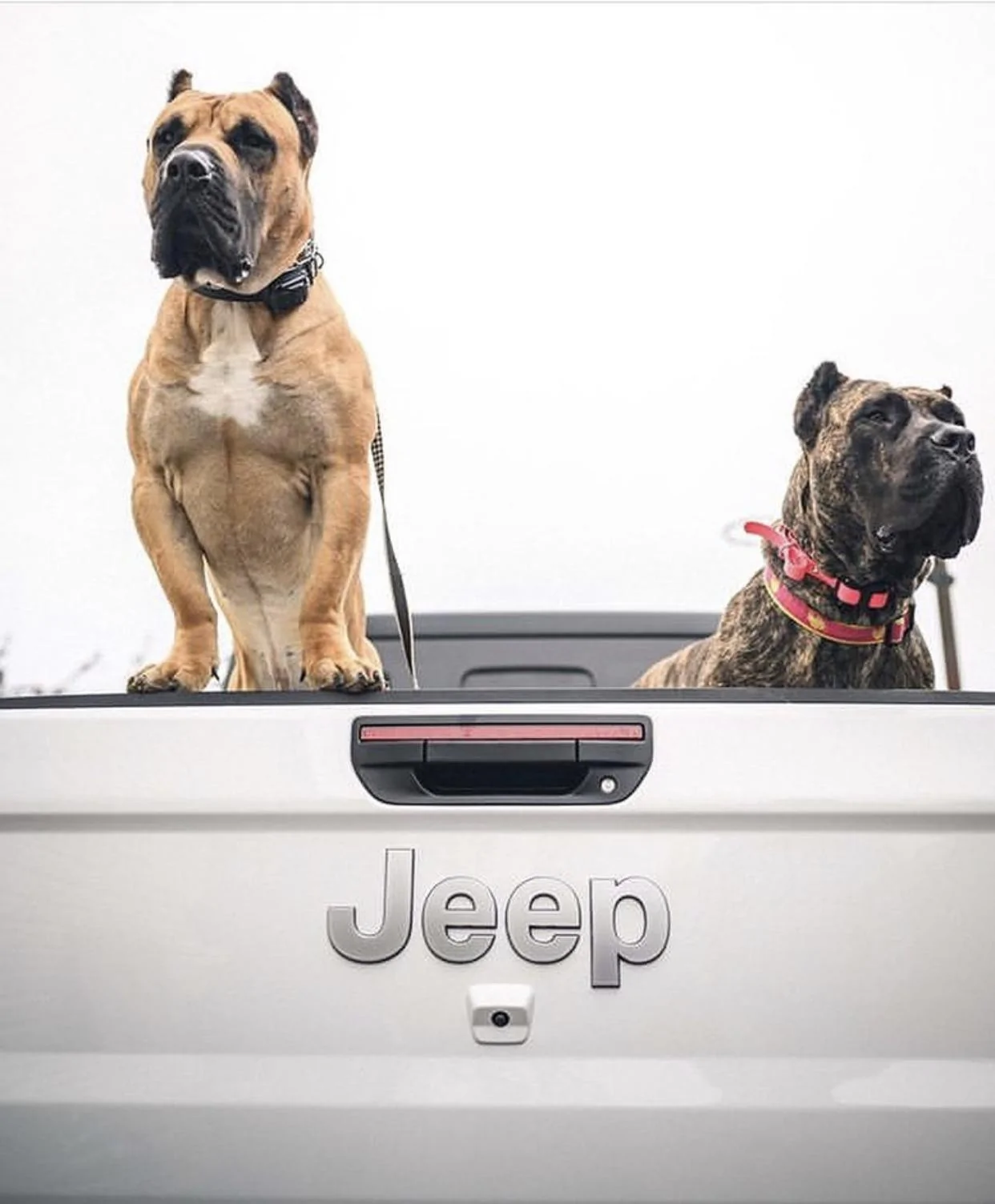 Jeep Gladiator Finally the bed hauling... 37B08703-190A-4FF3-95FA-EEB04ABEF440