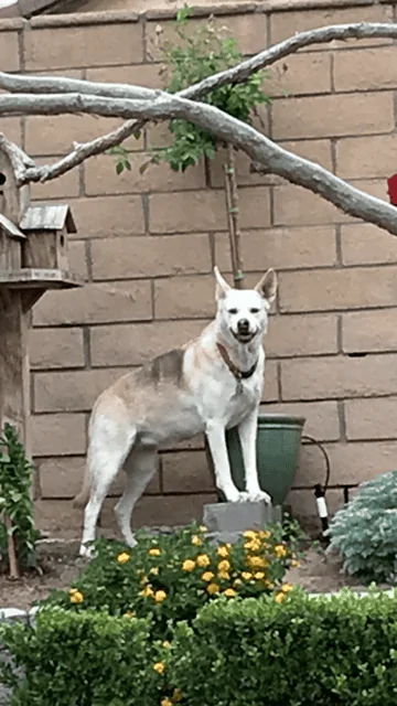 Maggie Girl.webp
