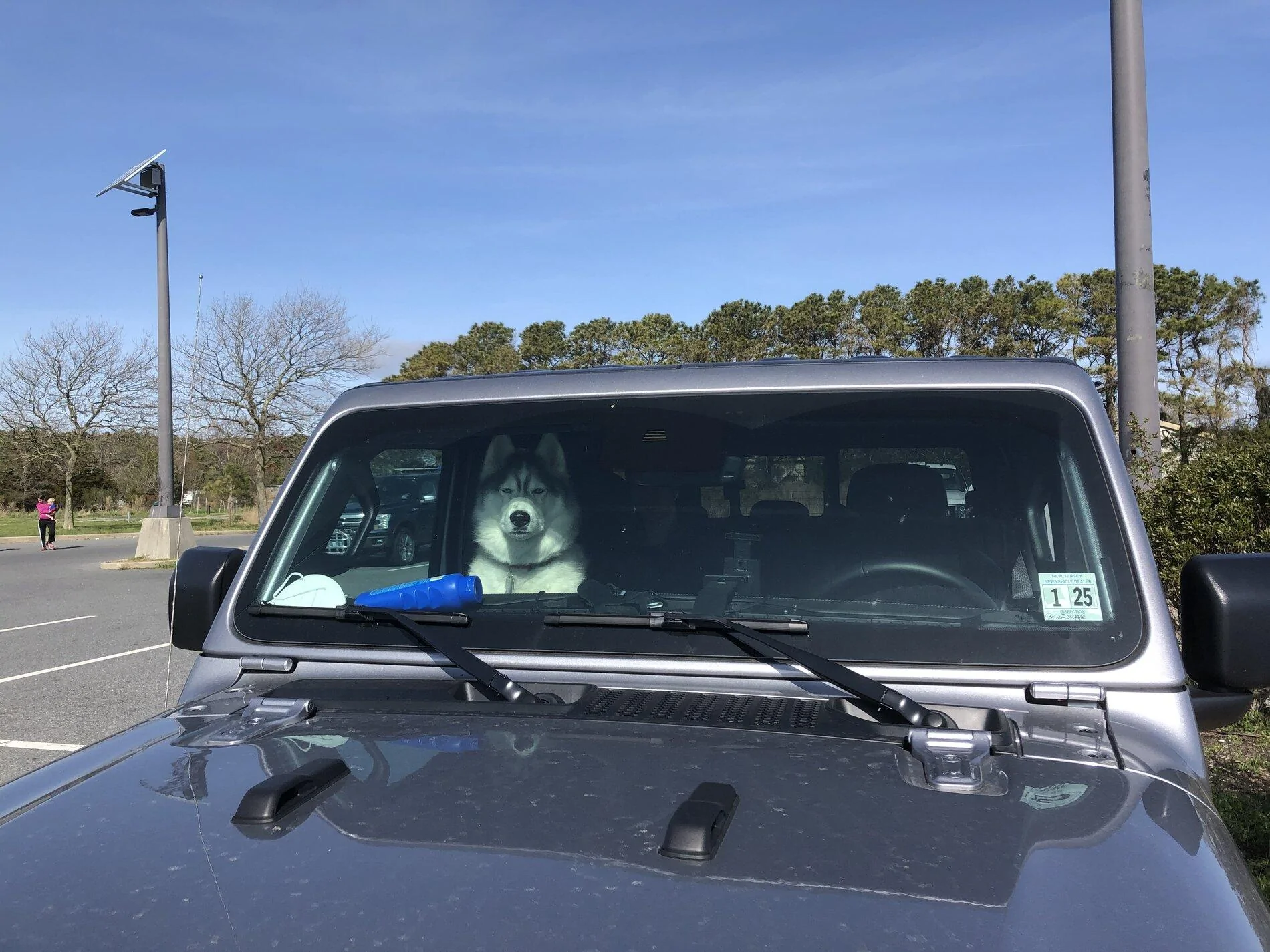 Jeep Gladiator Glad(iator) Dogs! Let's see 'em! BE288F49-BE14-461B-B8FC-CA7CDA8D70A2