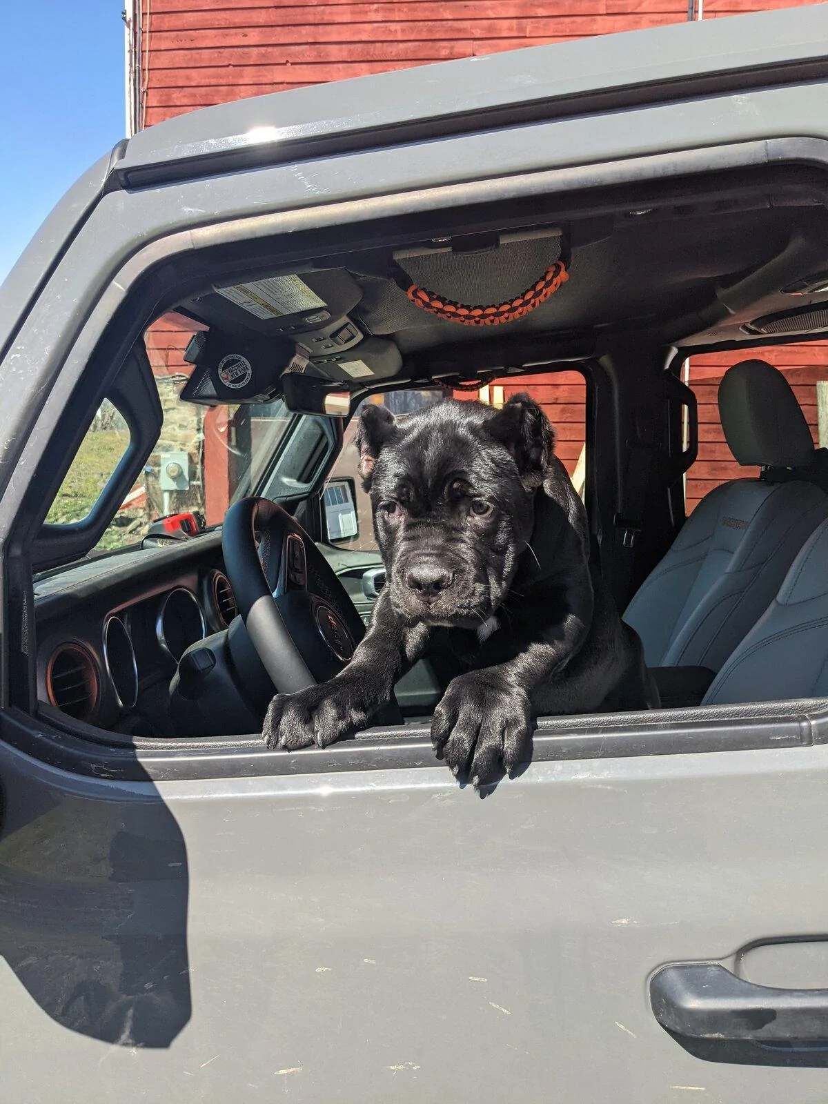 Jeep Gladiator Glad(iator) Dogs! Let's see 'em! 2021-04-19 10.42.19