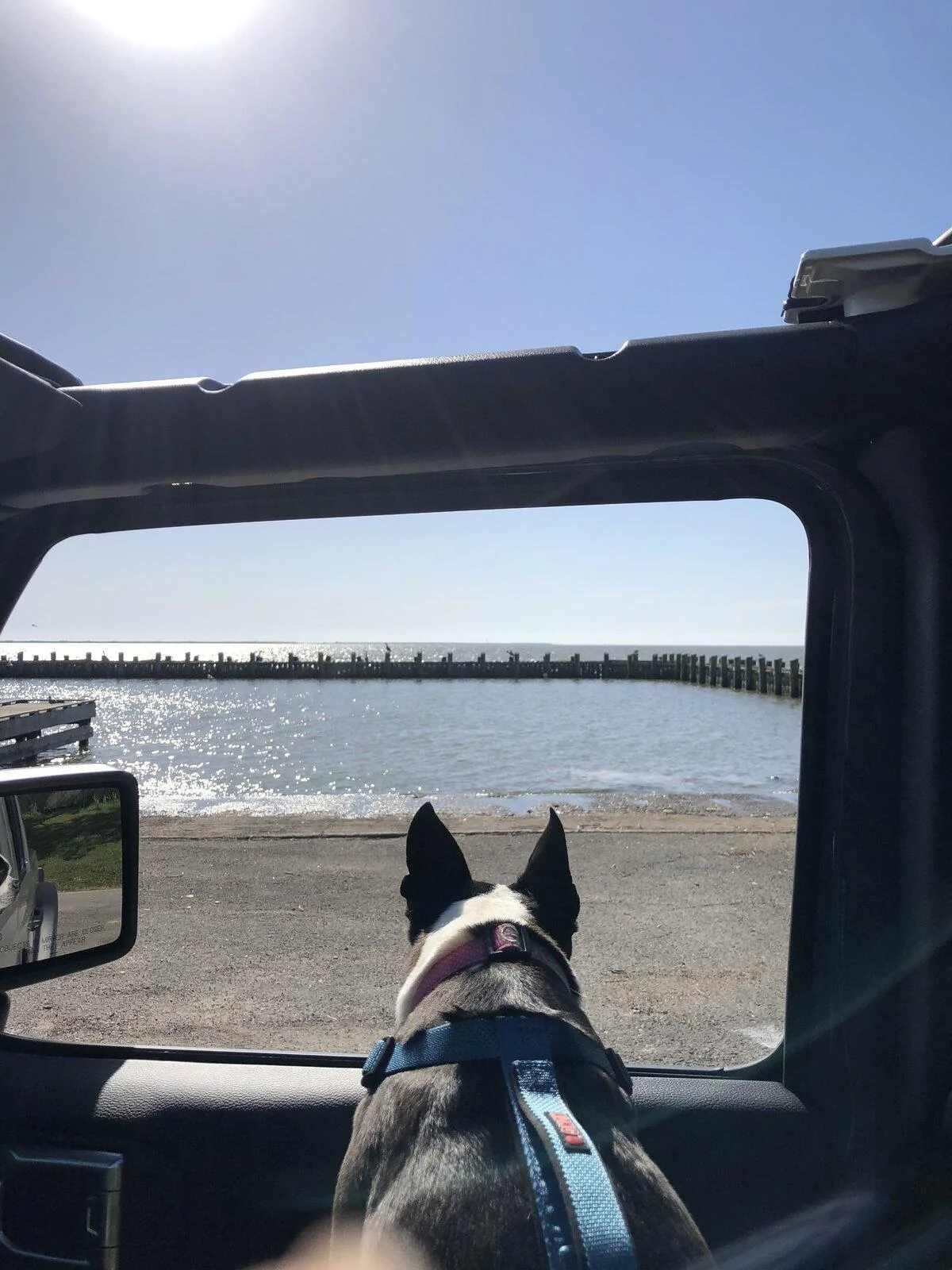 Jeep Gladiator Glad(iator) Dogs! Let's see 'em! 8CD691B7-B958-4F44-B72D-130D10A0AFFD