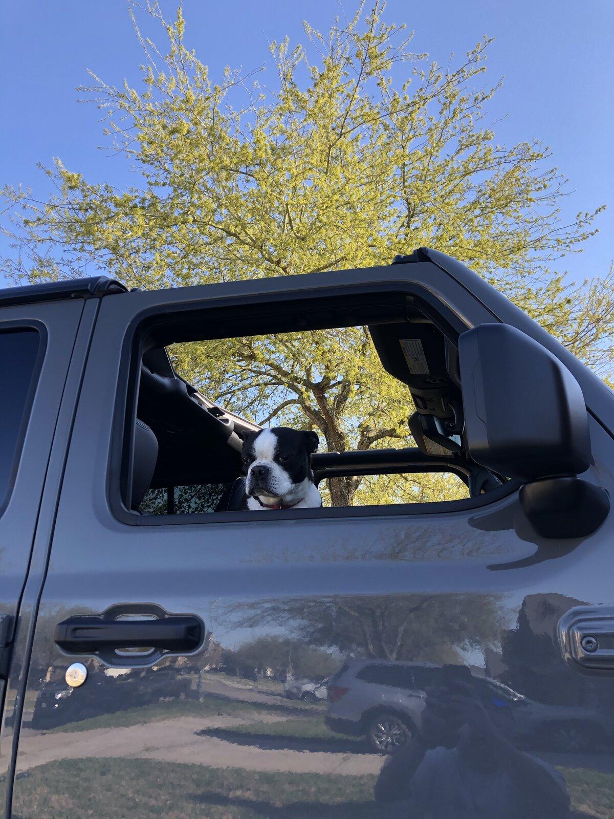 Jeep Gladiator Glad(iator) Dogs! Let's see 'em! A027FFF5-A889-4C8C-86C5-8E3E66F86BAE