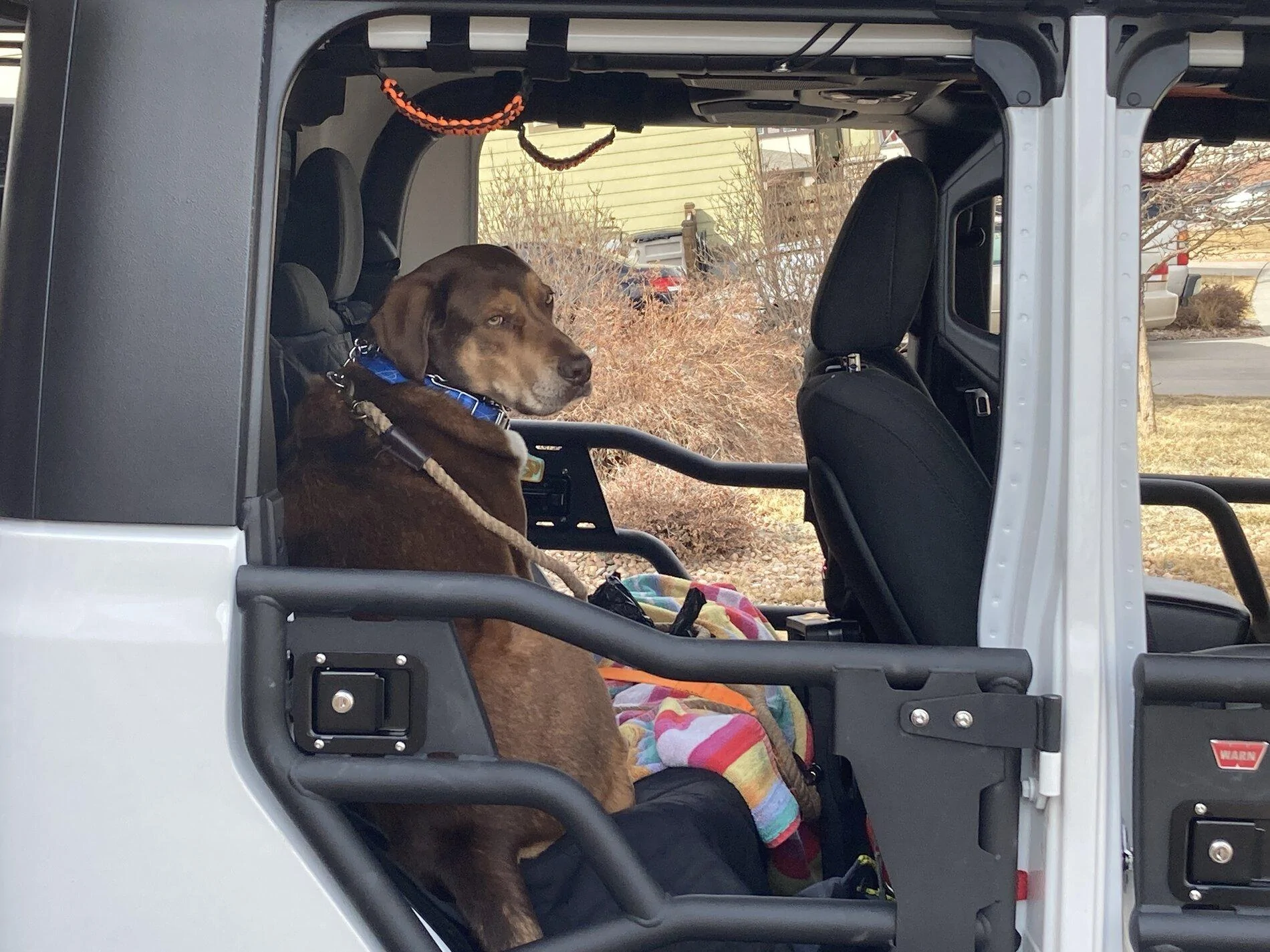 Jeep Gladiator Glad(iator) Dogs! Let's see 'em! Gladiator-14