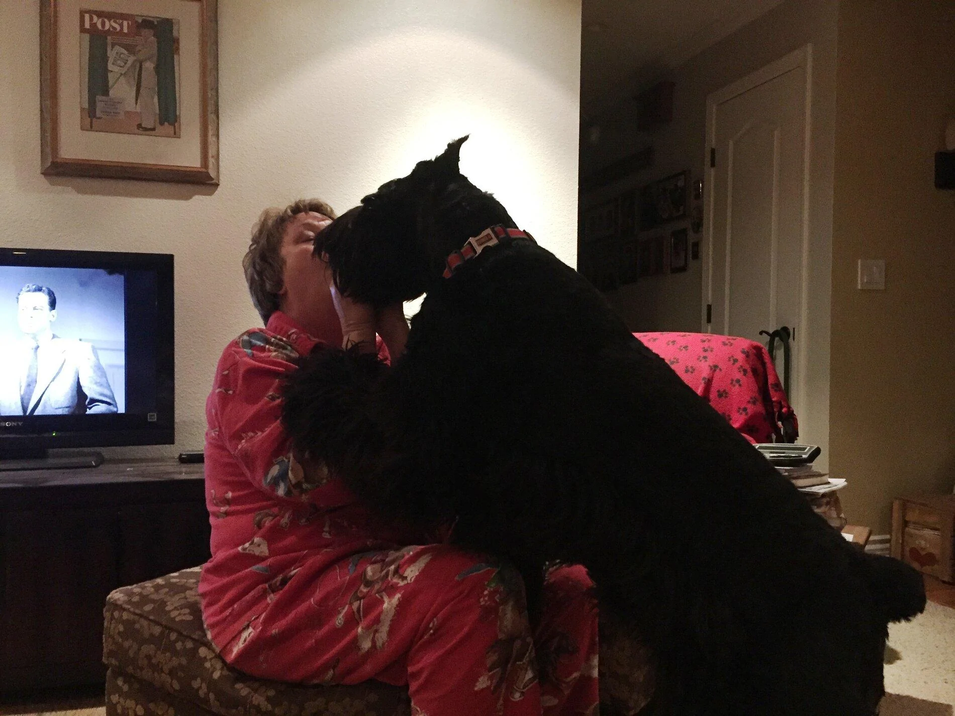 Jeep Gladiator Glad(iator) Dogs! Let's see 'em! Atticus FEB 2016