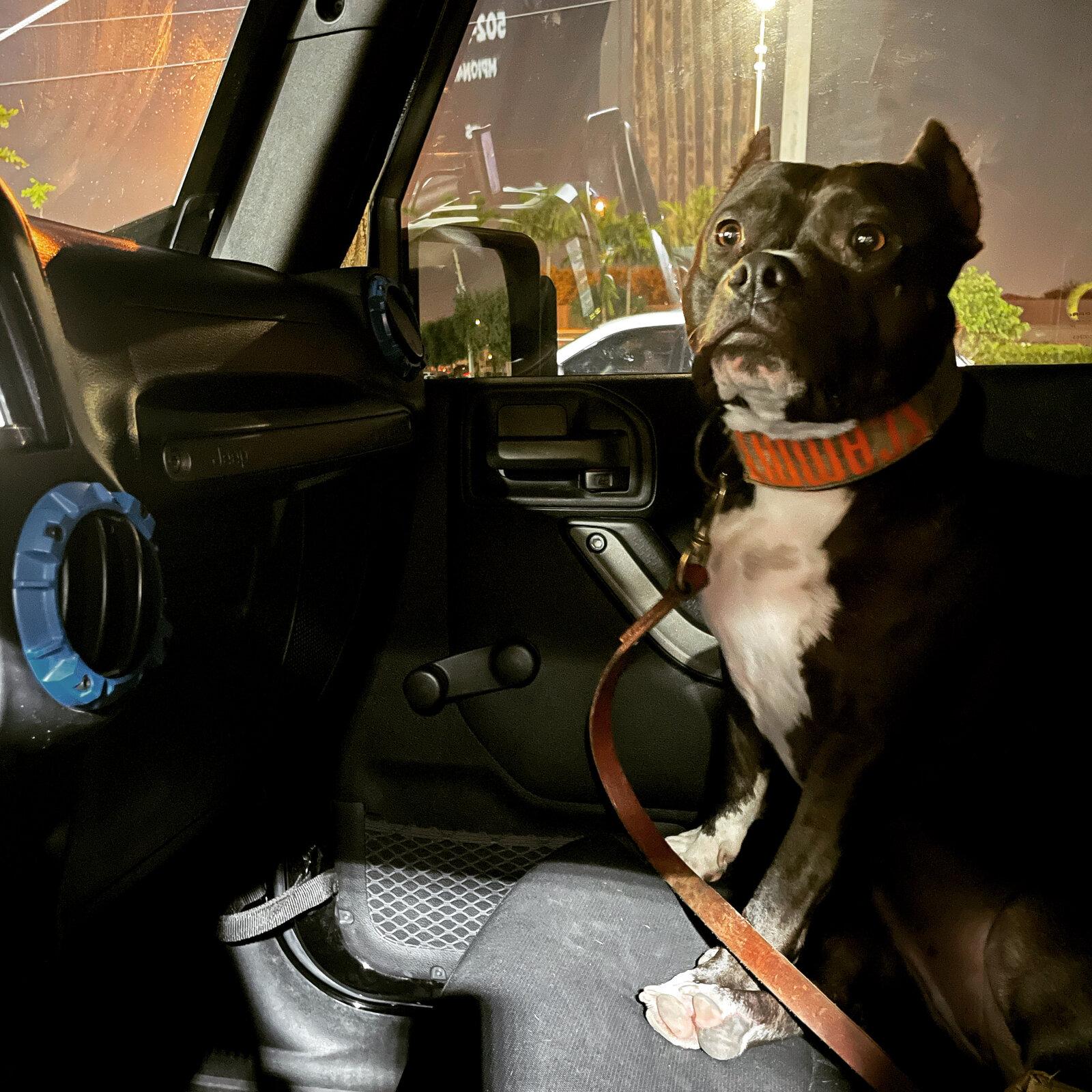 Jeep Gladiator Glad(iator) Dogs! Let's see 'em! A306809F-9AA3-4F4F-8BAD-1BEBFE4FF800