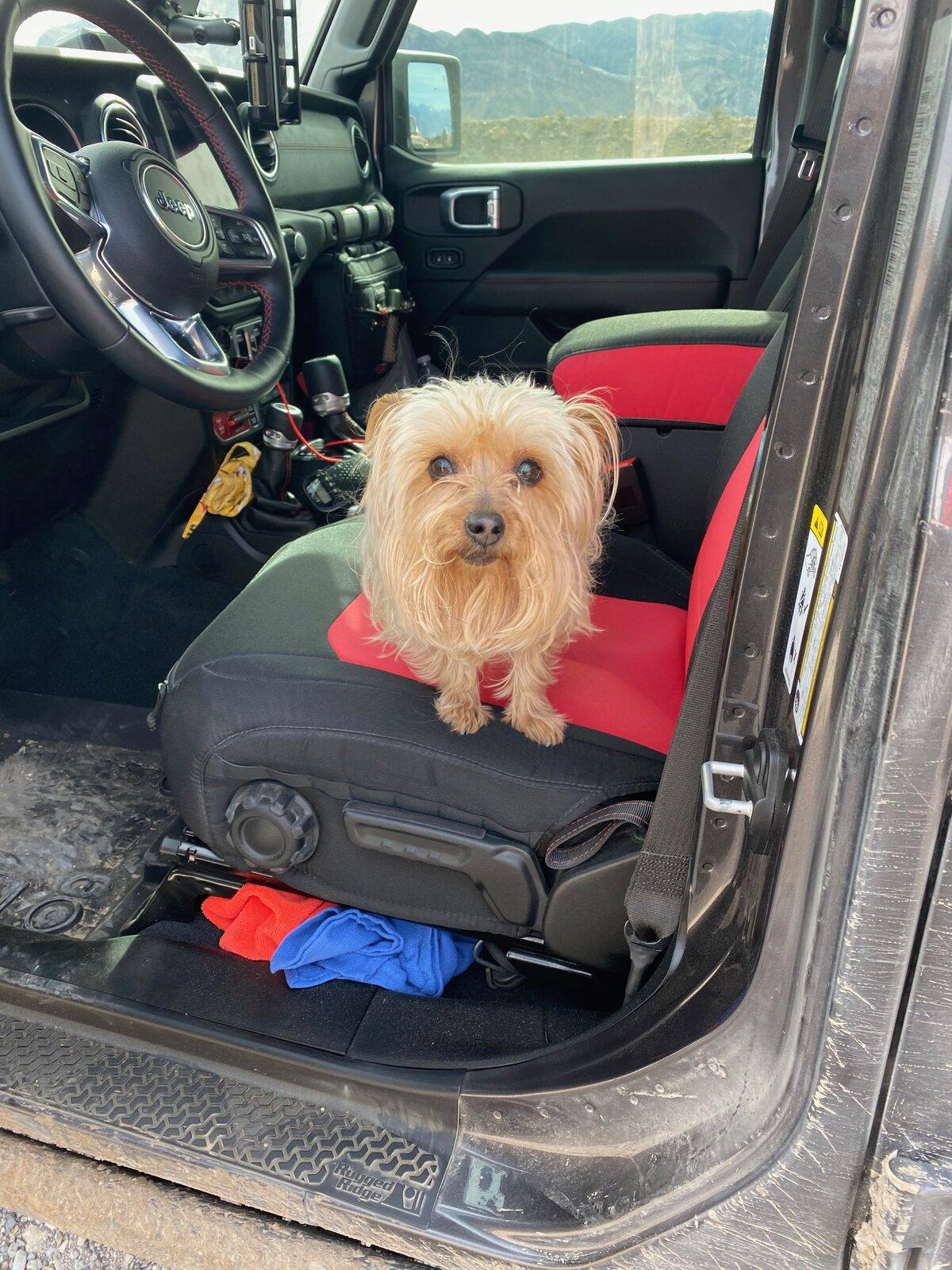 Jeep Gladiator Glad(iator) Dogs! Let's see 'em! Sadie Gladiator - 1