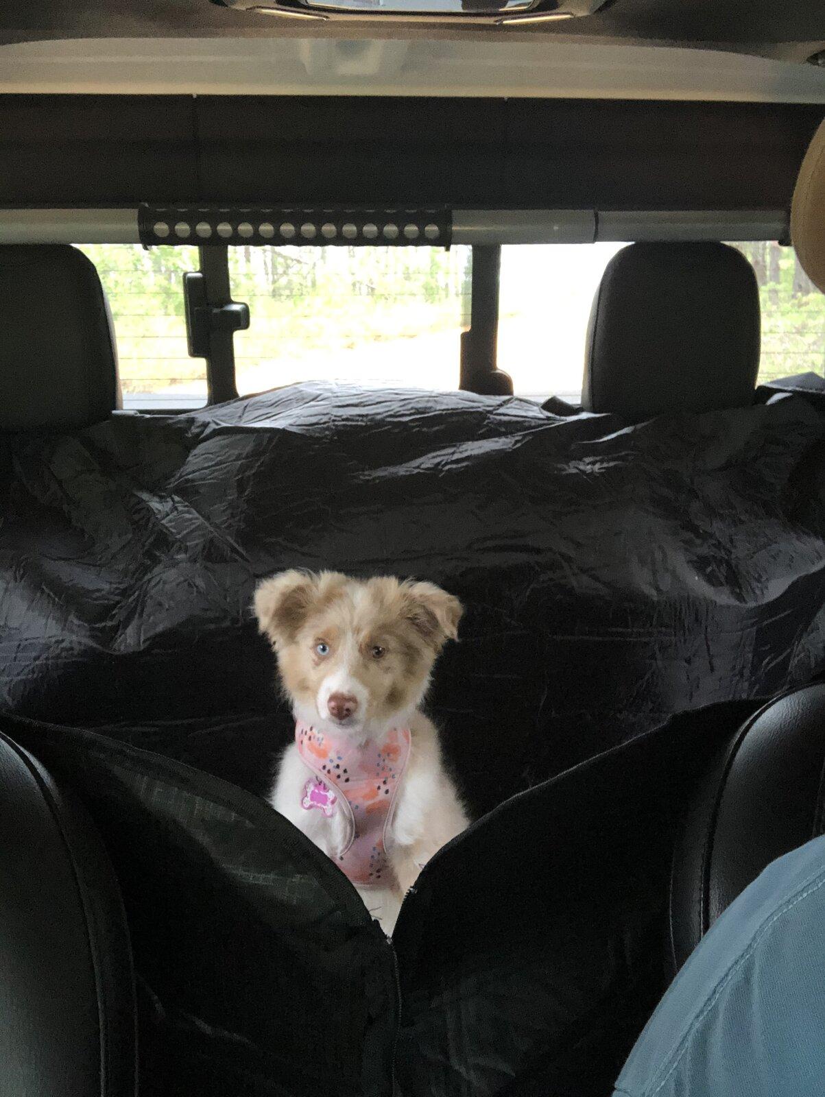 Jeep Gladiator Glad(iator) Dogs! Let's see 'em! 9C4B7B41-A0A4-4BF9-A506-3D1C590469B1