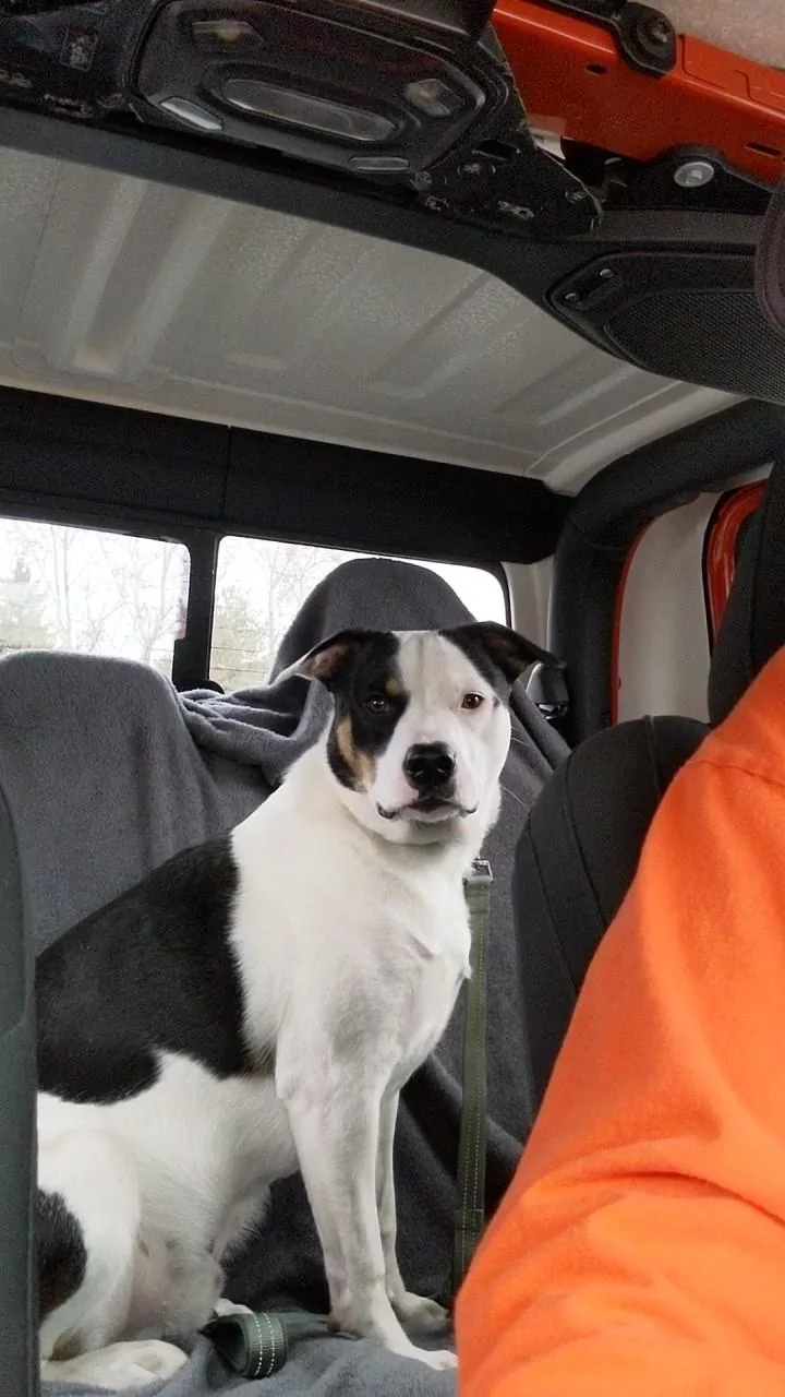 Jeep Gladiator Glad(iator) Dogs! Let's see 'em! dog2