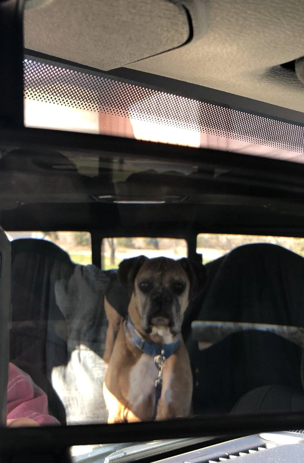 Jeep Gladiator Show me your furry Co-Pilots. 08B2F710-2514-4D47-B278-143139A6BE4D