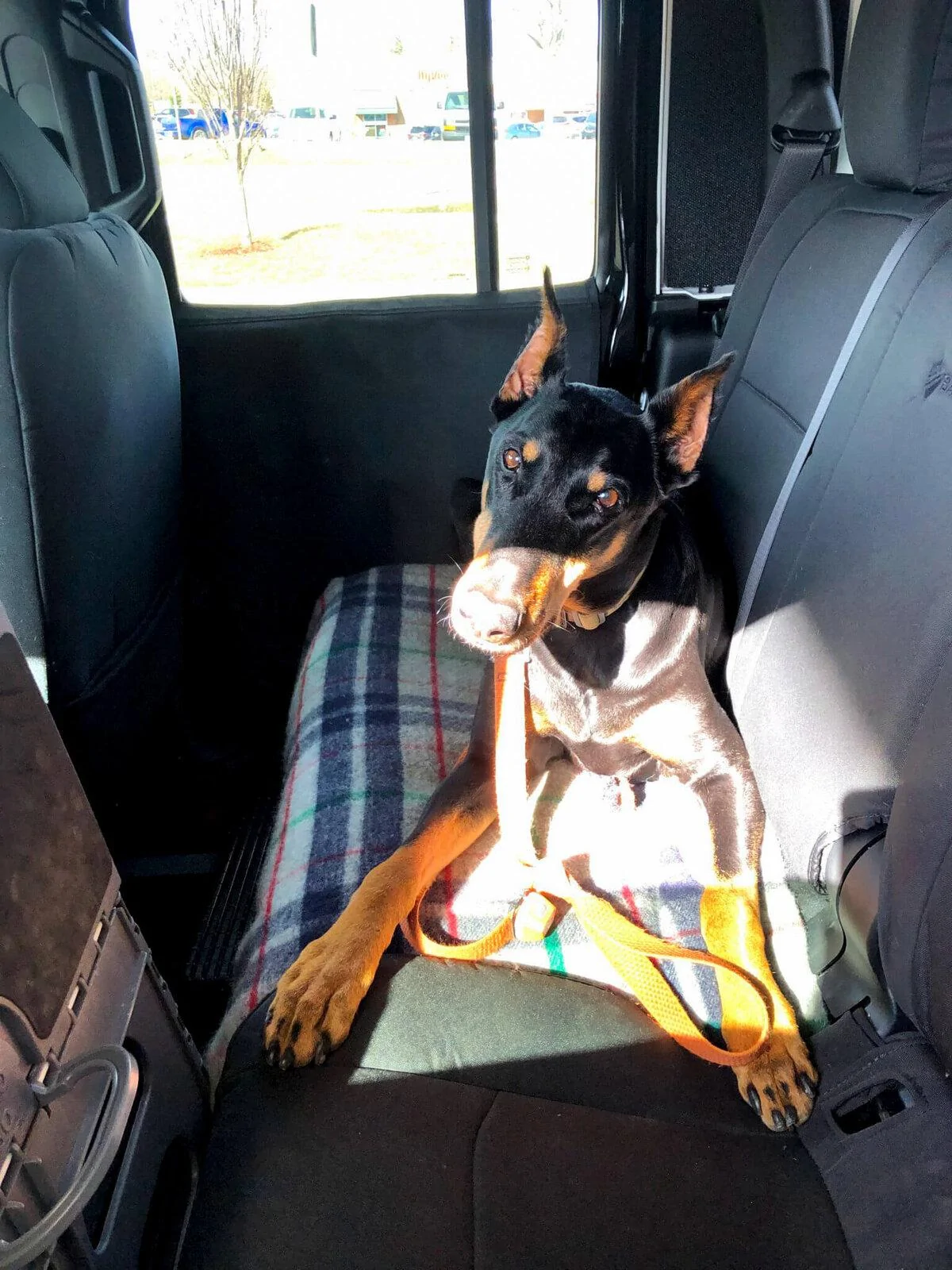Jeep Gladiator Show me your furry Co-Pilots. sully-2