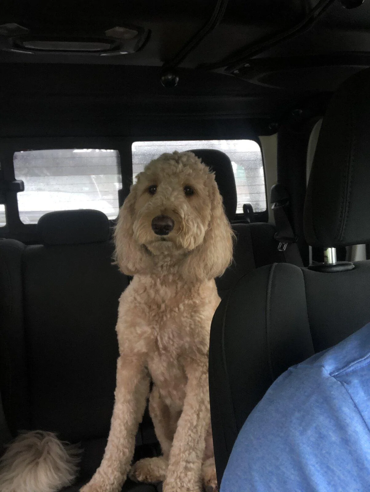 Jeep Gladiator Show me your furry Co-Pilots. 0617EE0D-6268-47CE-8554-B2971C1F12CC