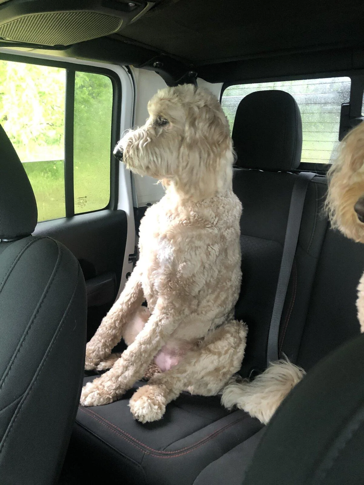 Jeep Gladiator Show me your furry Co-Pilots. 4435DCF4-871A-49FC-B394-DC7FA1CF1EE7