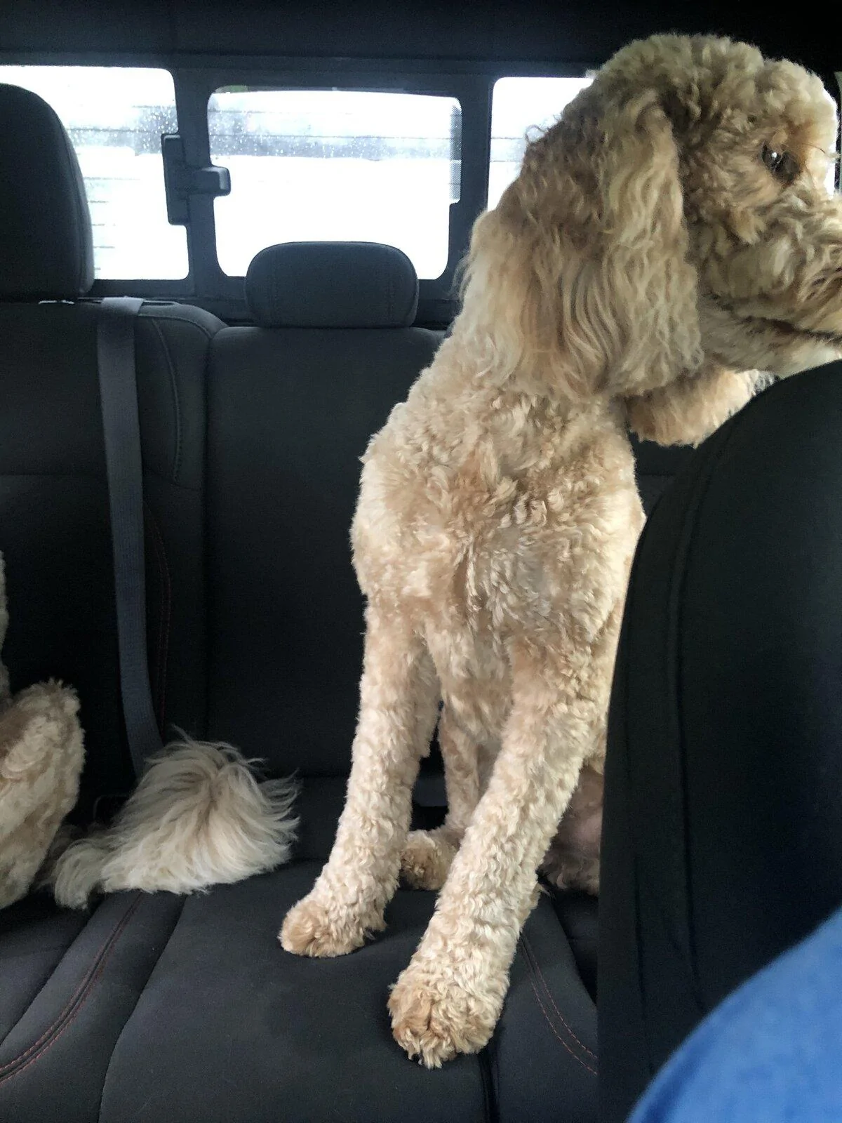 Jeep Gladiator Show me your furry Co-Pilots. 1FEAE1D0-AFEA-49BF-BC60-AAA4802130F0