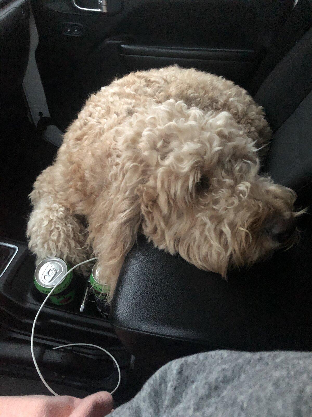 Jeep Gladiator Show me your furry Co-Pilots. CB5132B9-A7FF-4728-B023-C84ED480BB6E