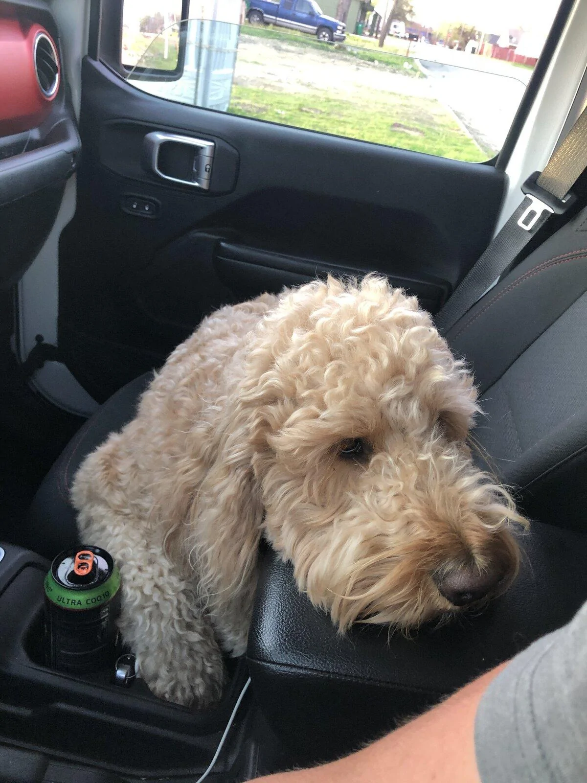 Jeep Gladiator Show me your furry Co-Pilots. C9414FC4-A566-486D-978A-09E7377C1A8F