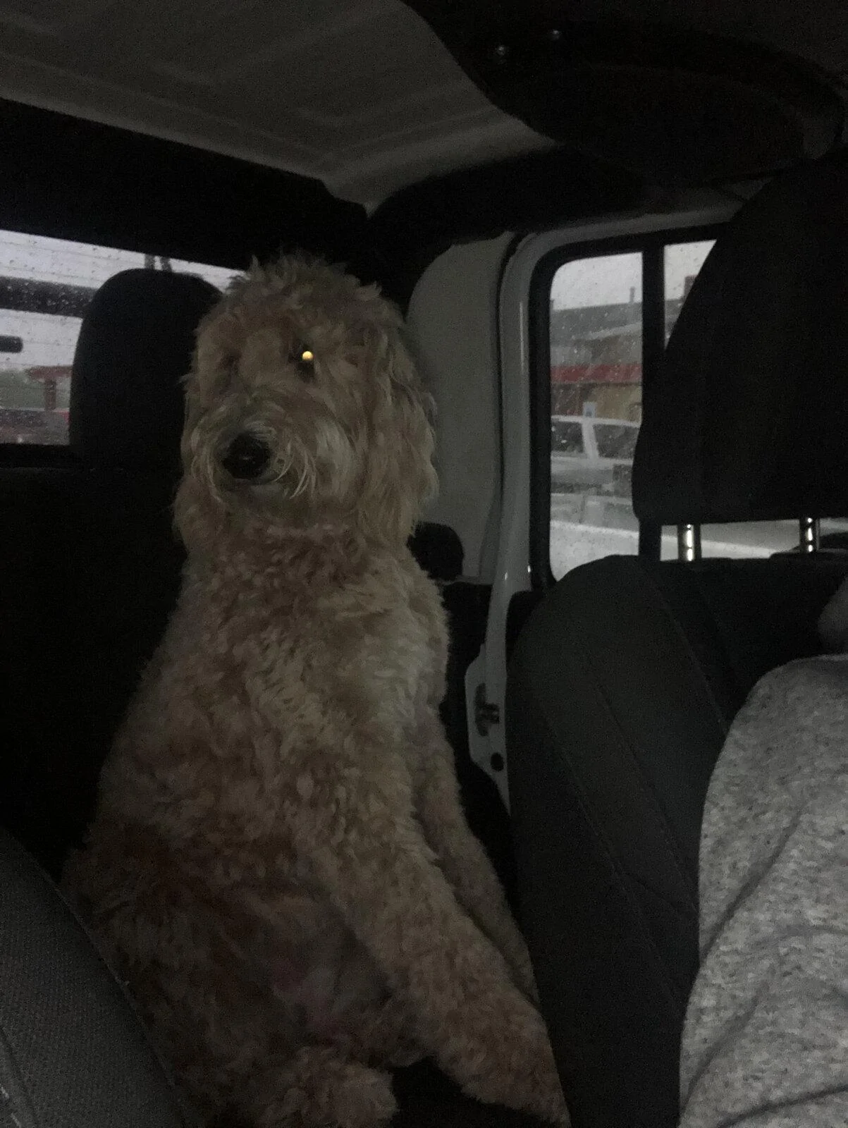 Jeep Gladiator Show me your furry Co-Pilots. 2DEDD6B7-2239-4476-B7E2-CF4EBB3BF16A